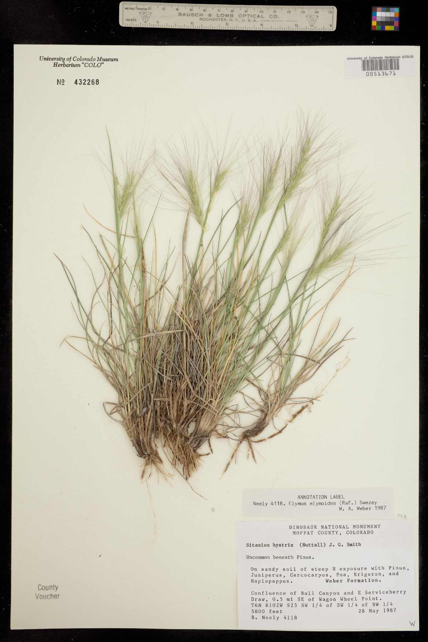 Elymus elymoides image