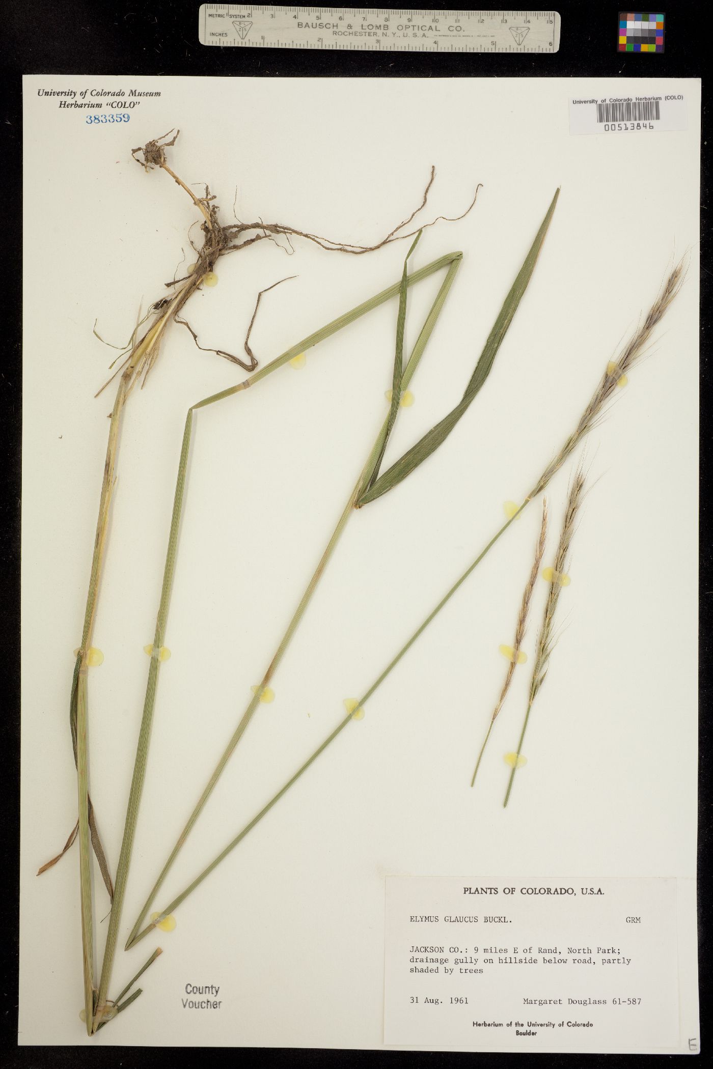 Elymus image