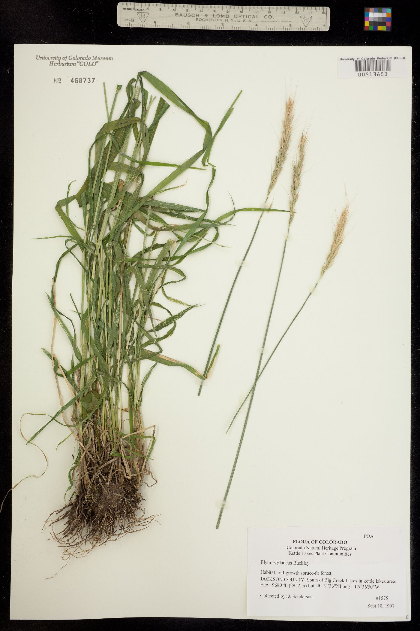 Elymus glaucus image