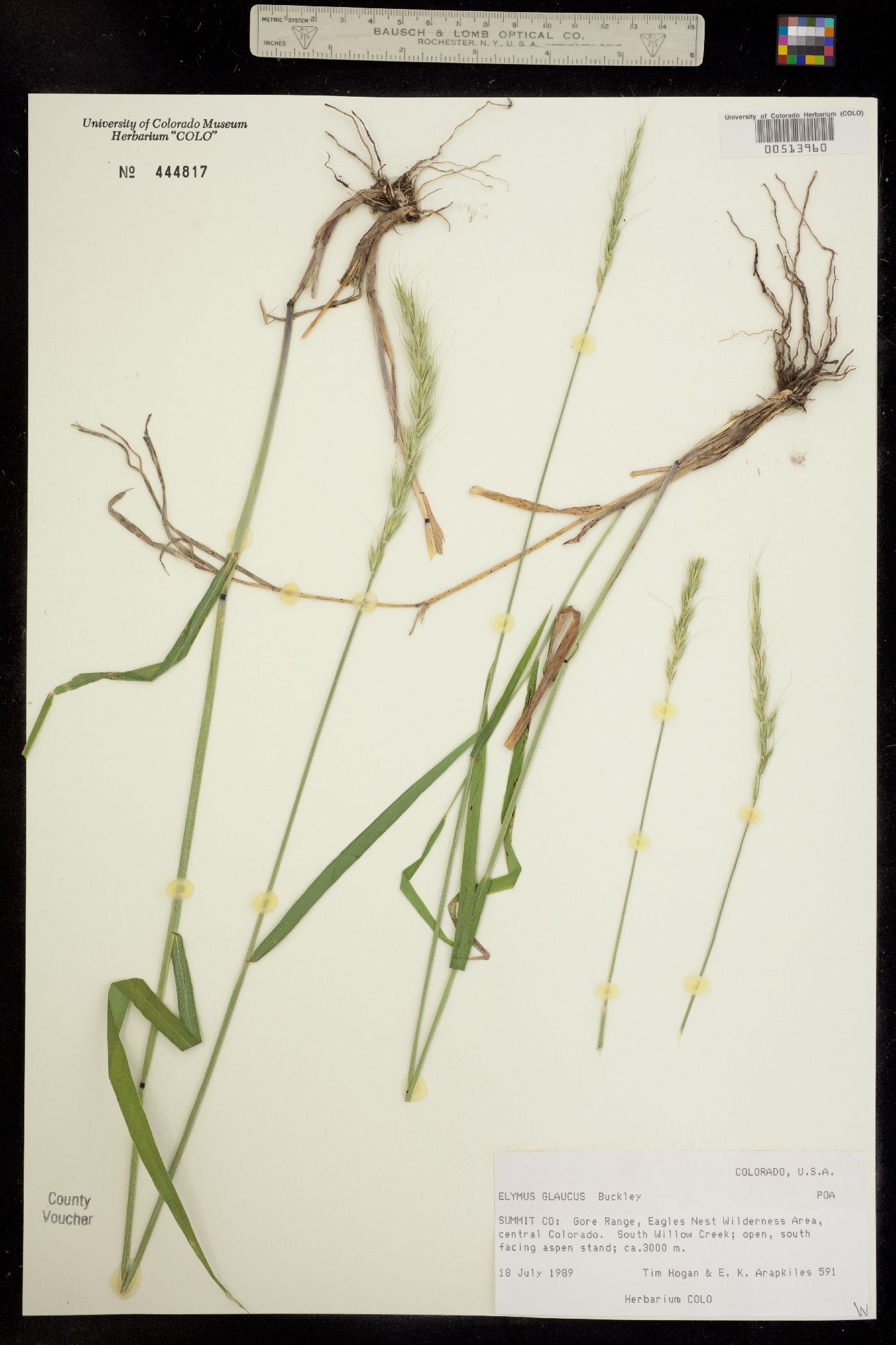 Elymus glaucus image