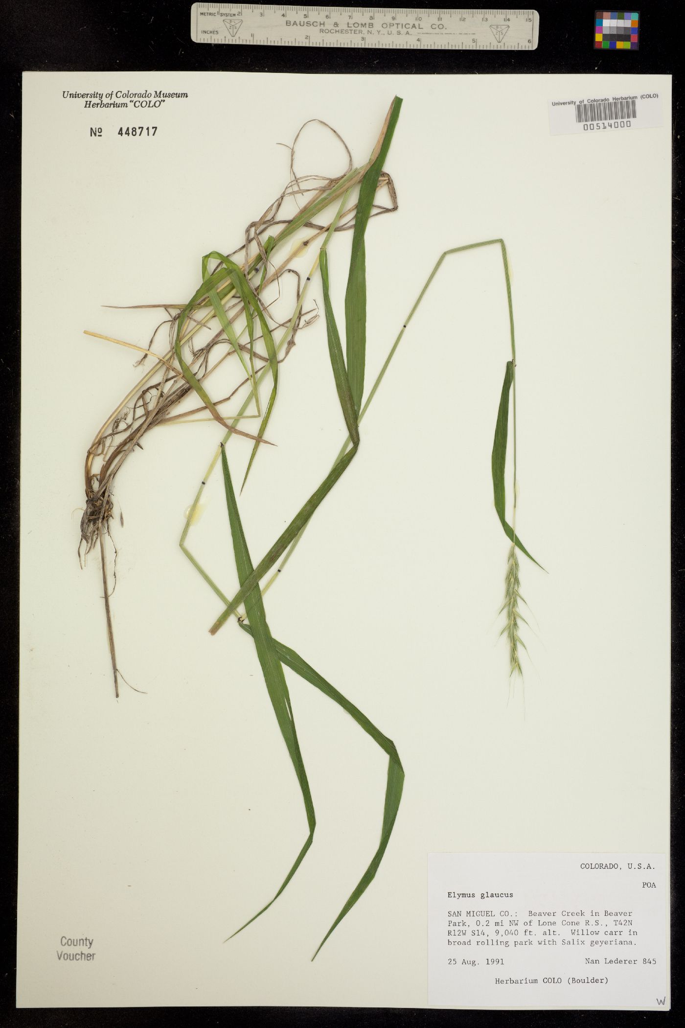 Elymus image