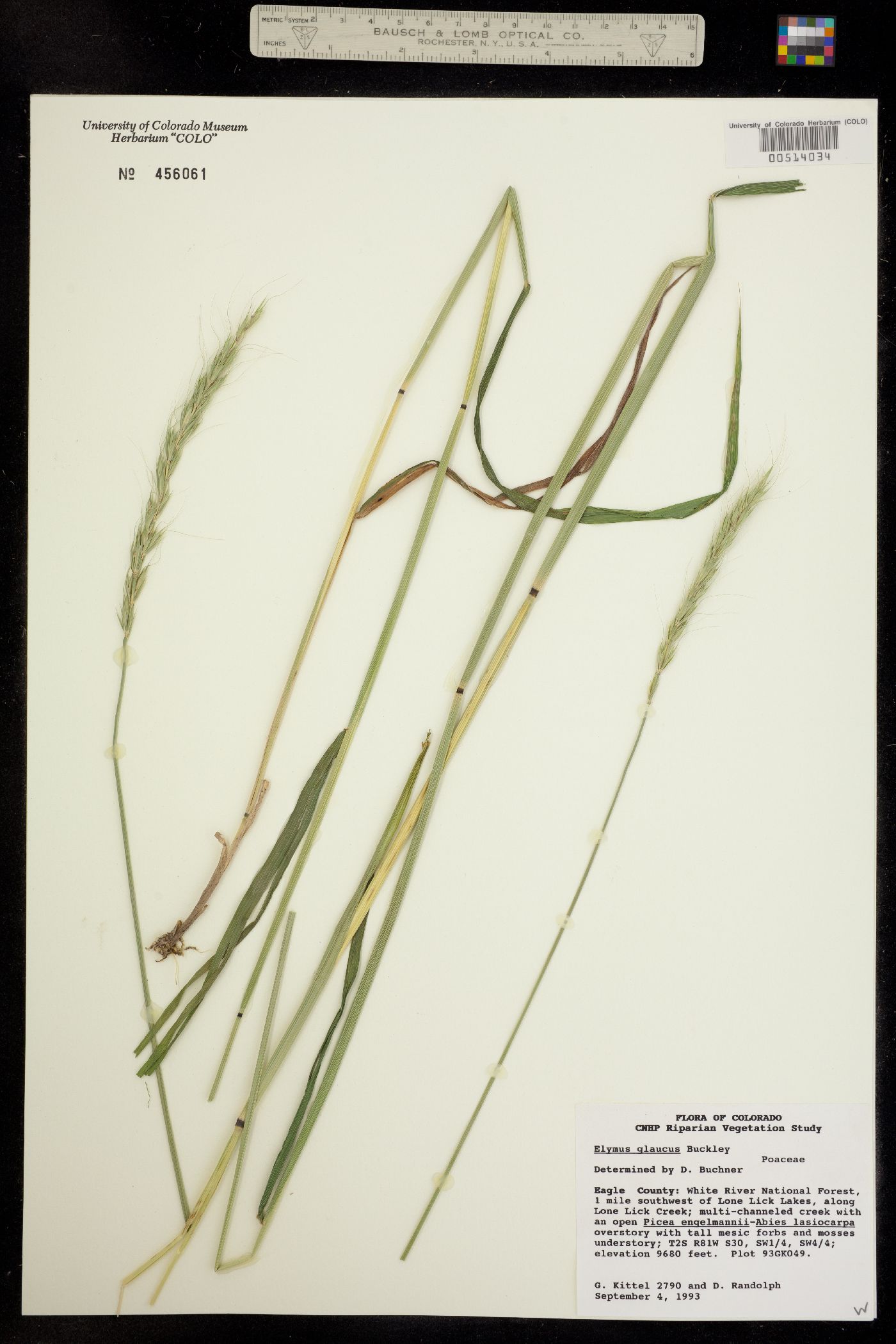 Elymus glaucus image