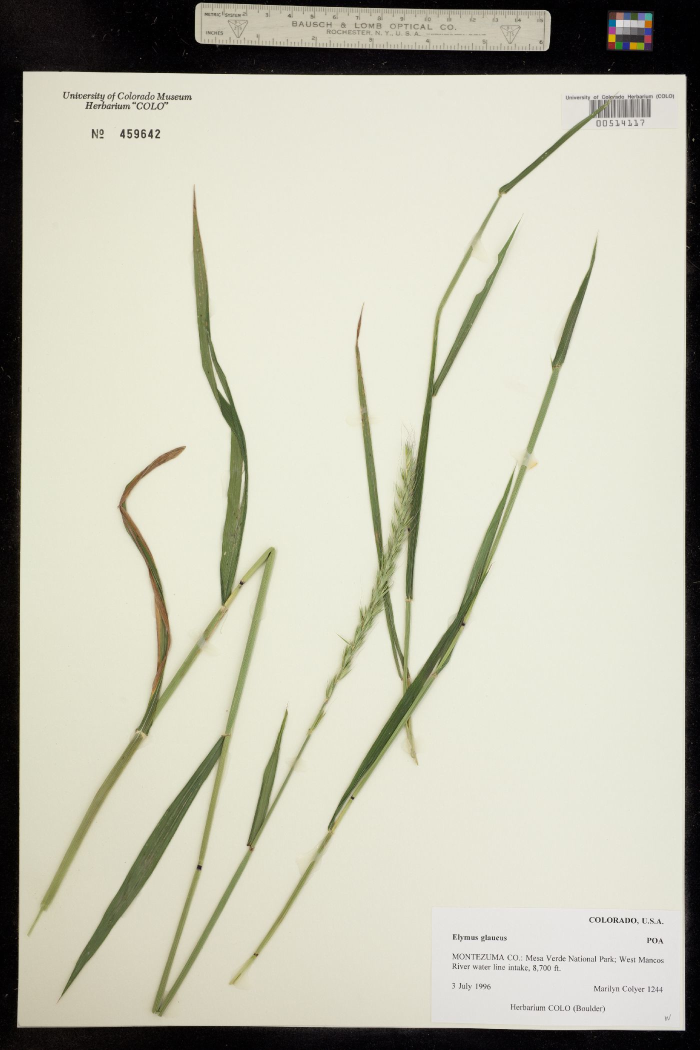 Elymus image