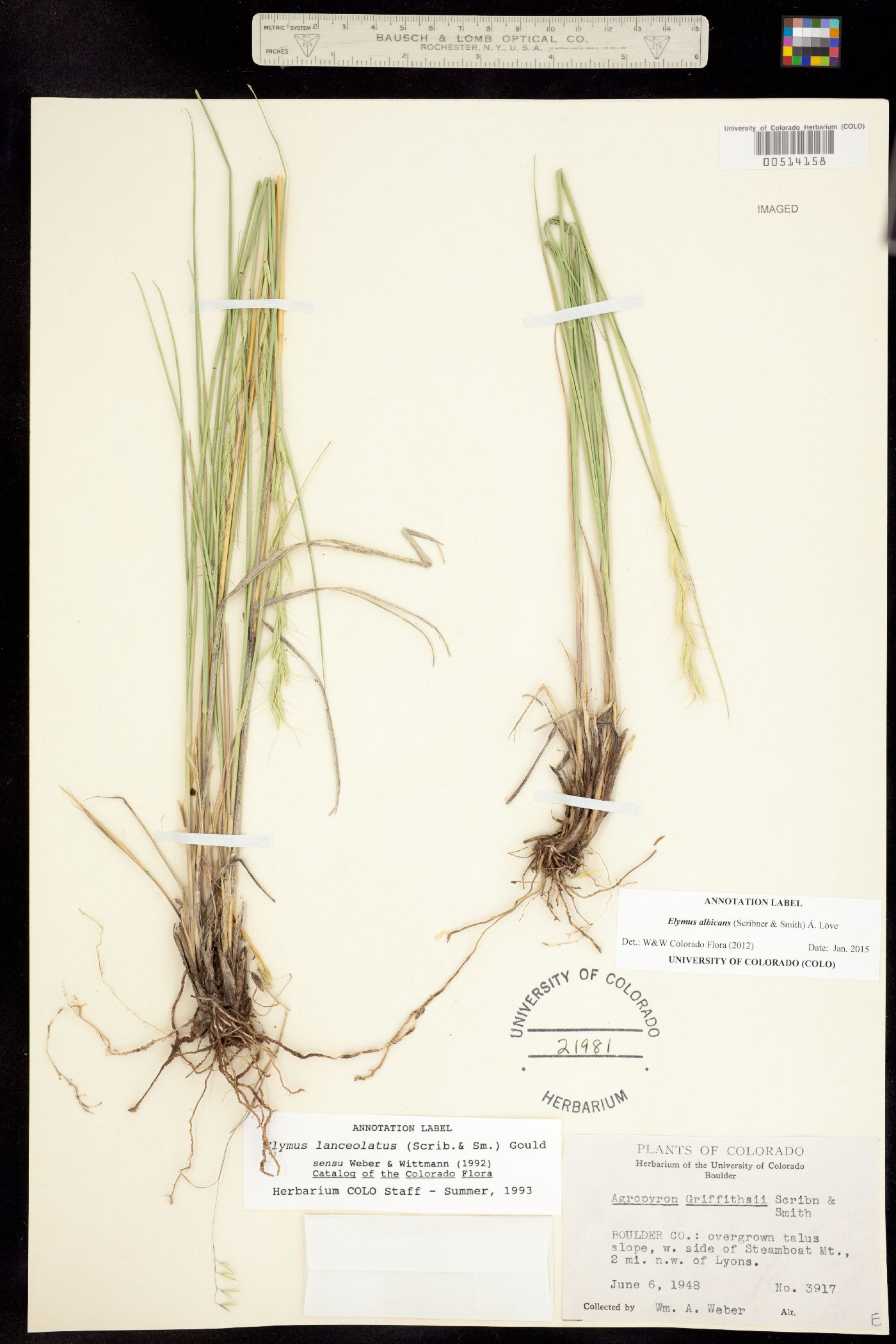 Elymus albicans image