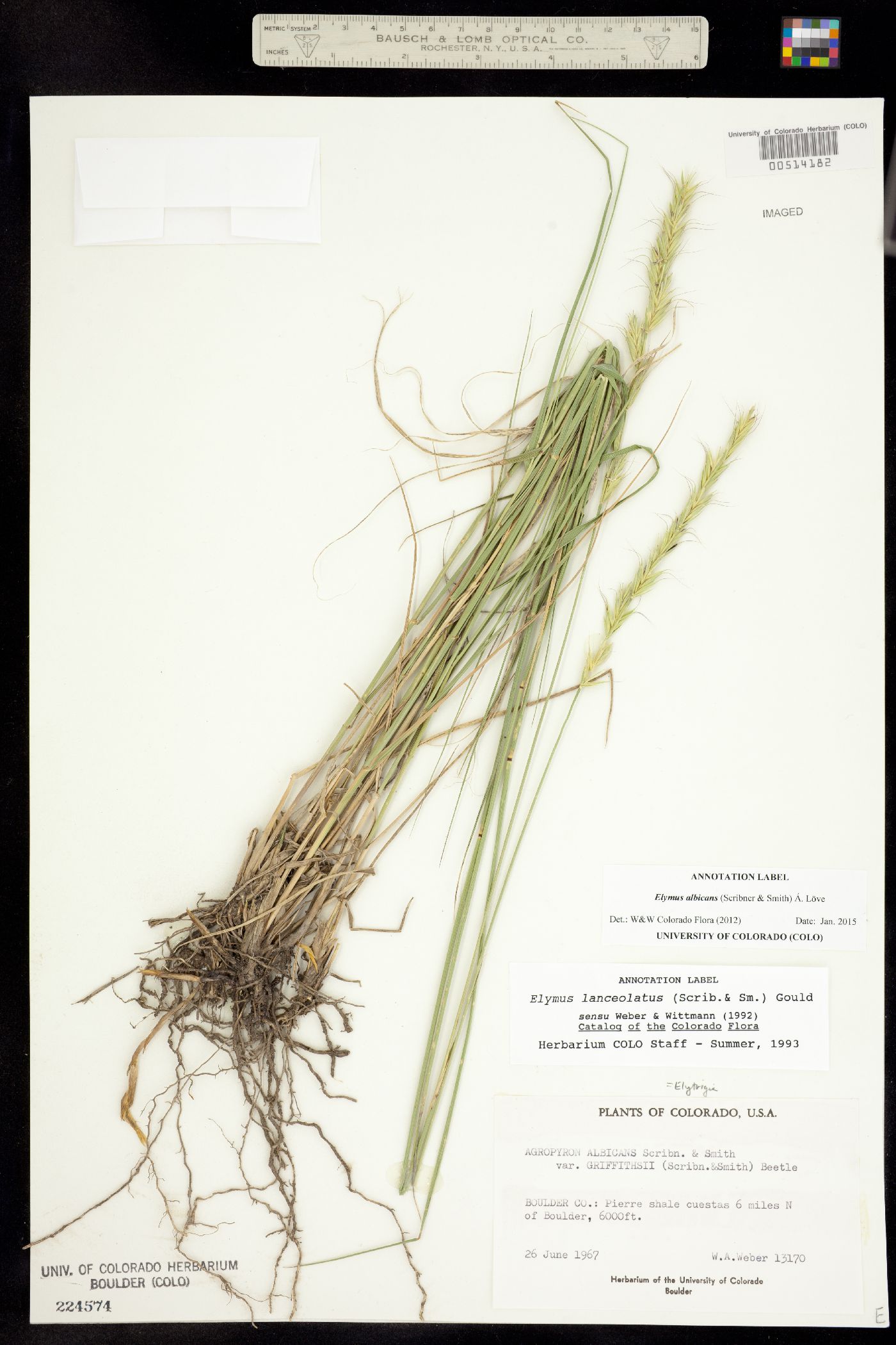 Elymus albicans image