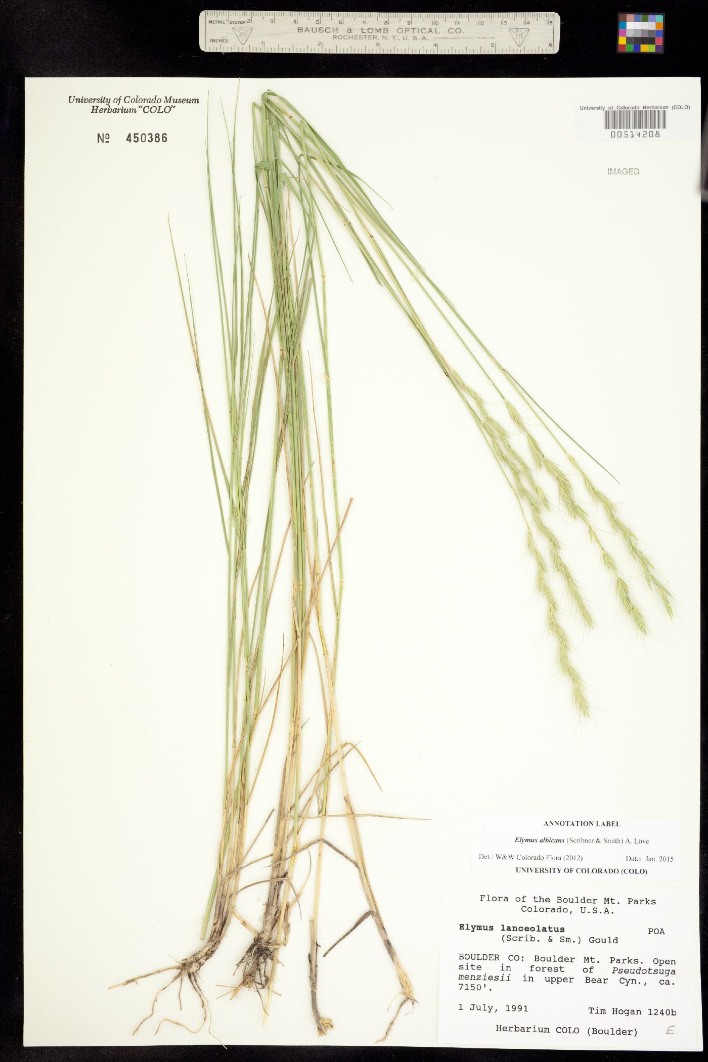 Elymus albicans image