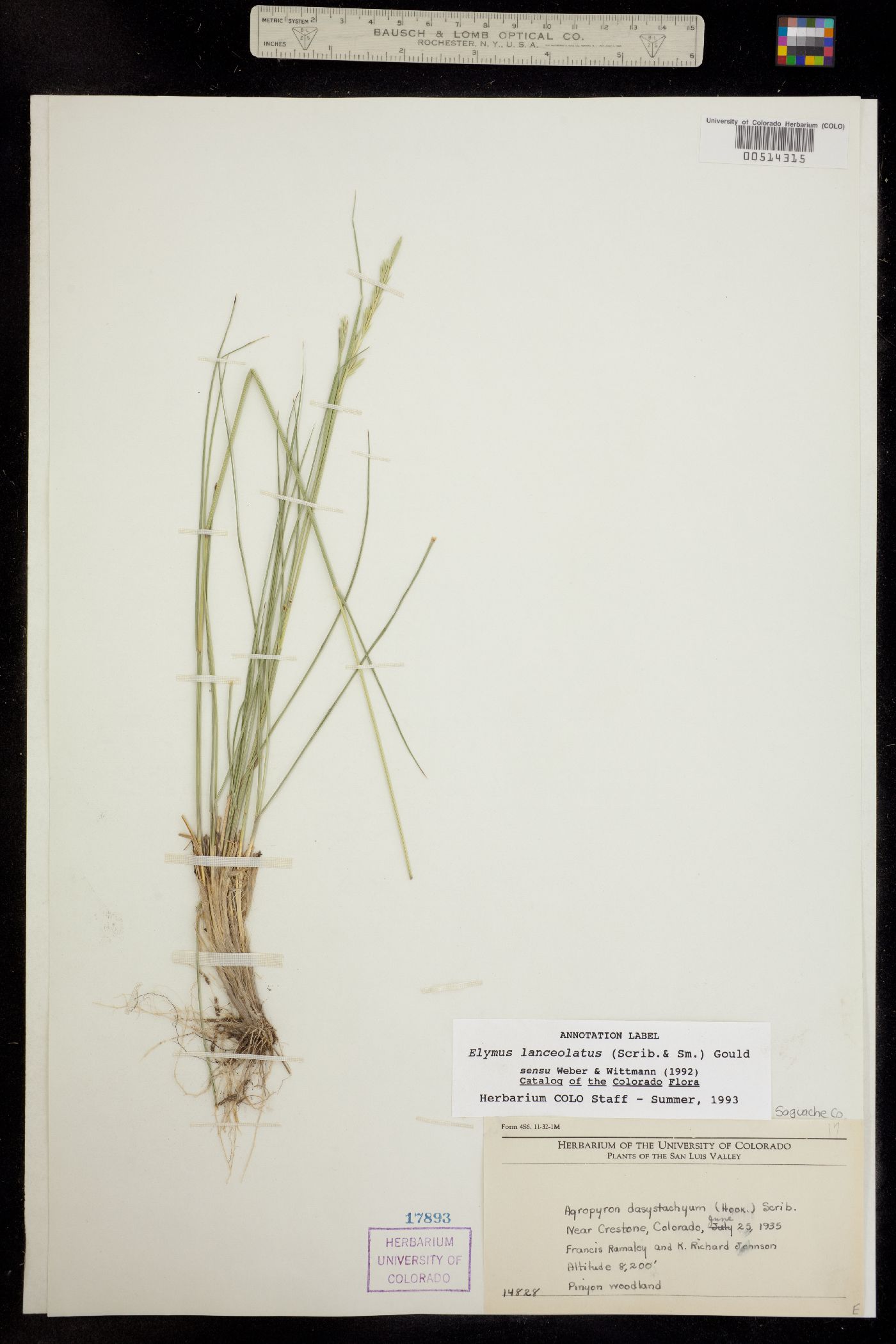 Elymus lanceolatus image