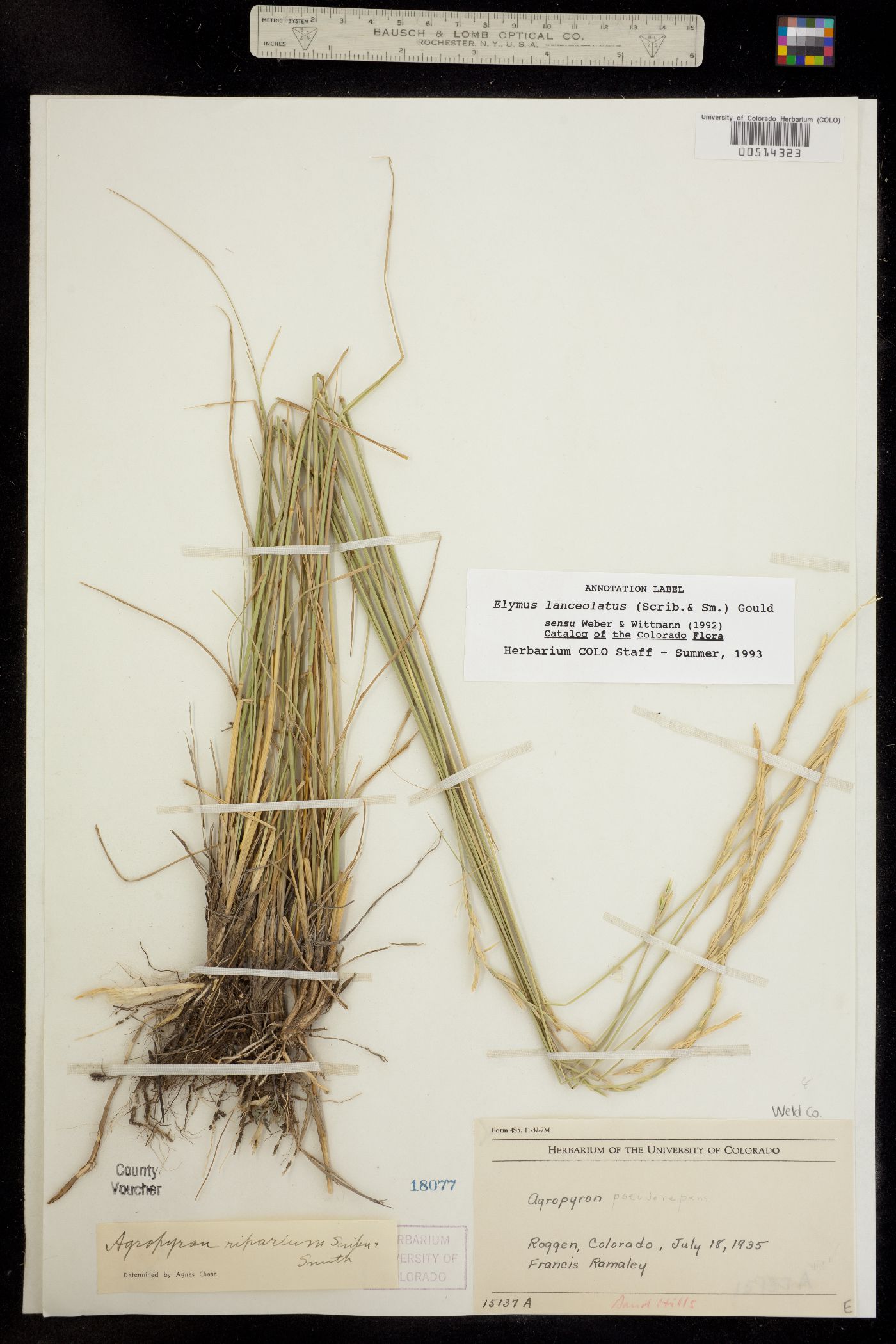 Elymus lanceolatus image