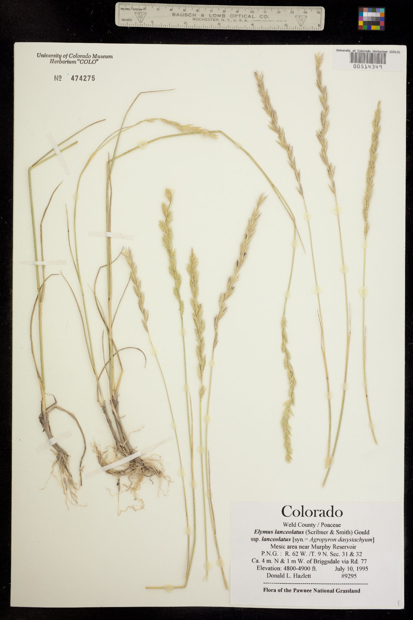 Elymus lanceolatus image
