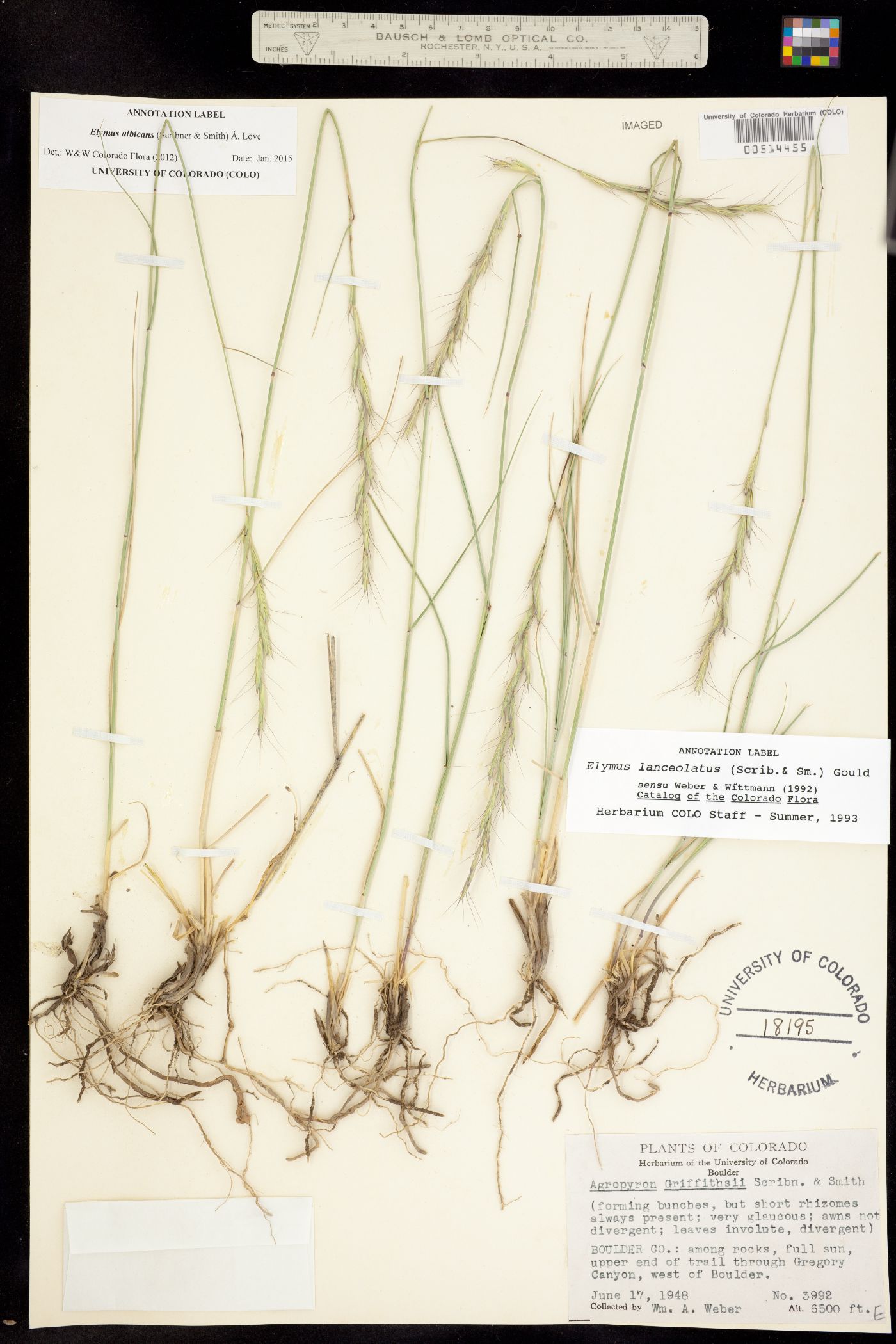 Elymus albicans image