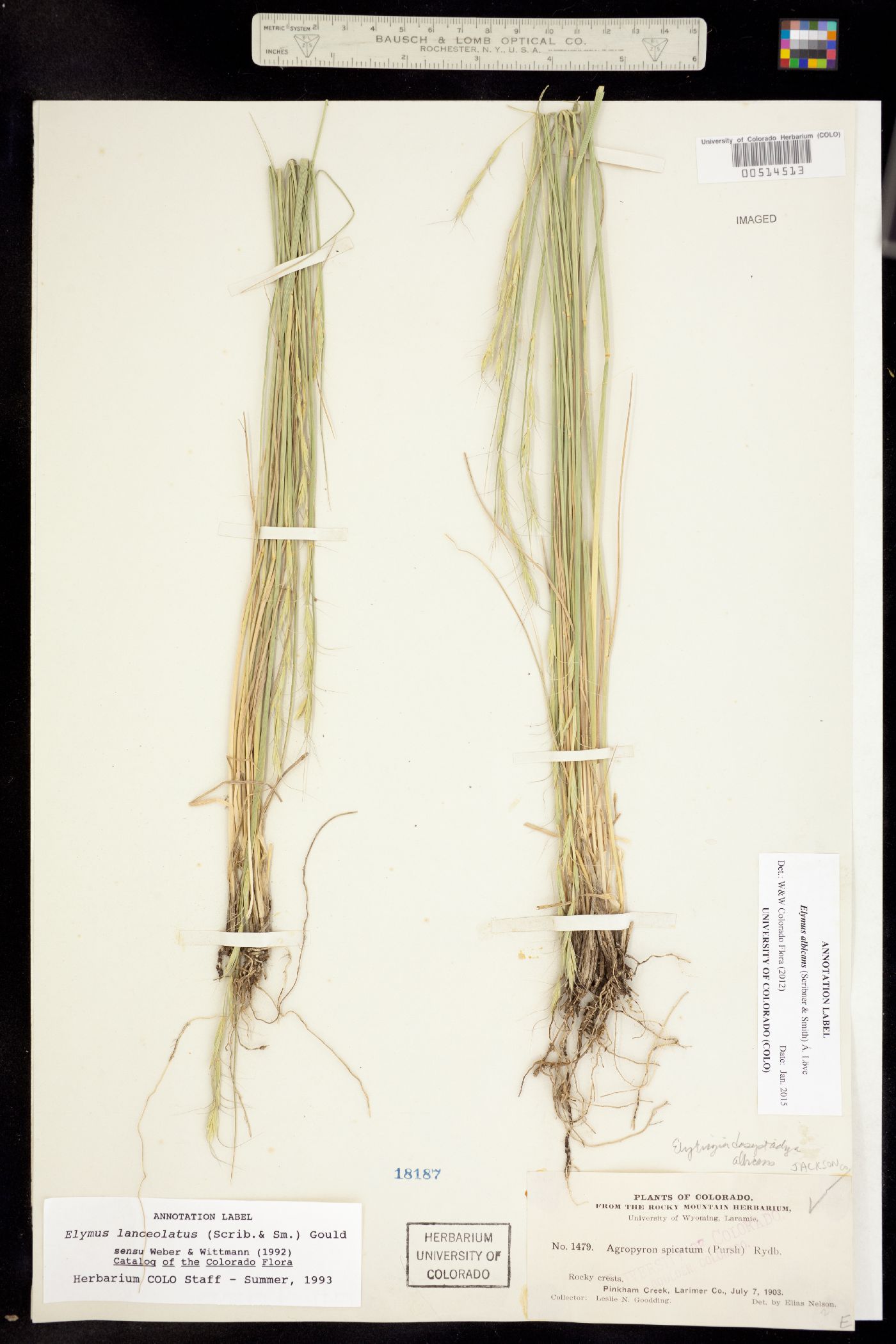 Elymus albicans image