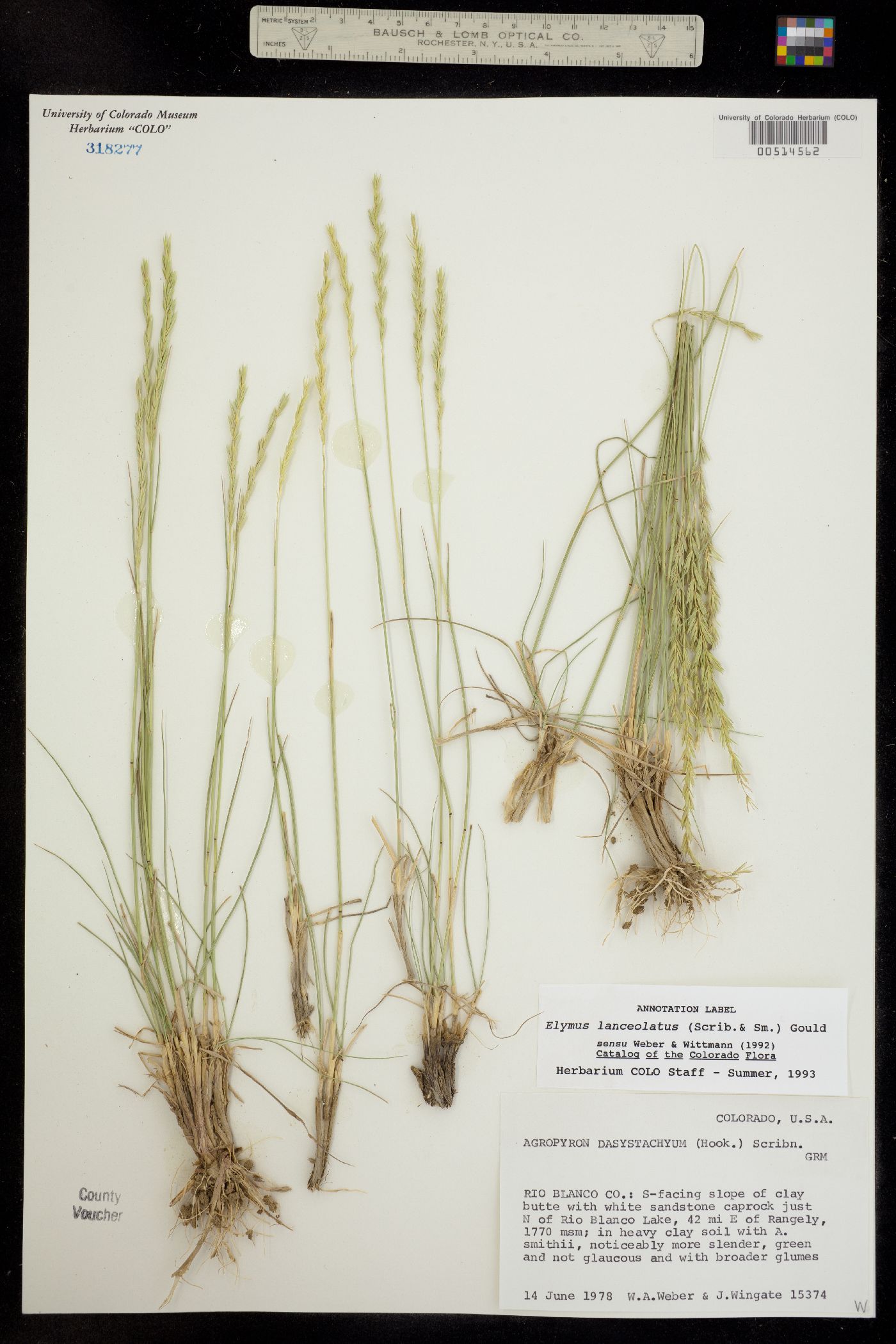 Elymus lanceolatus image