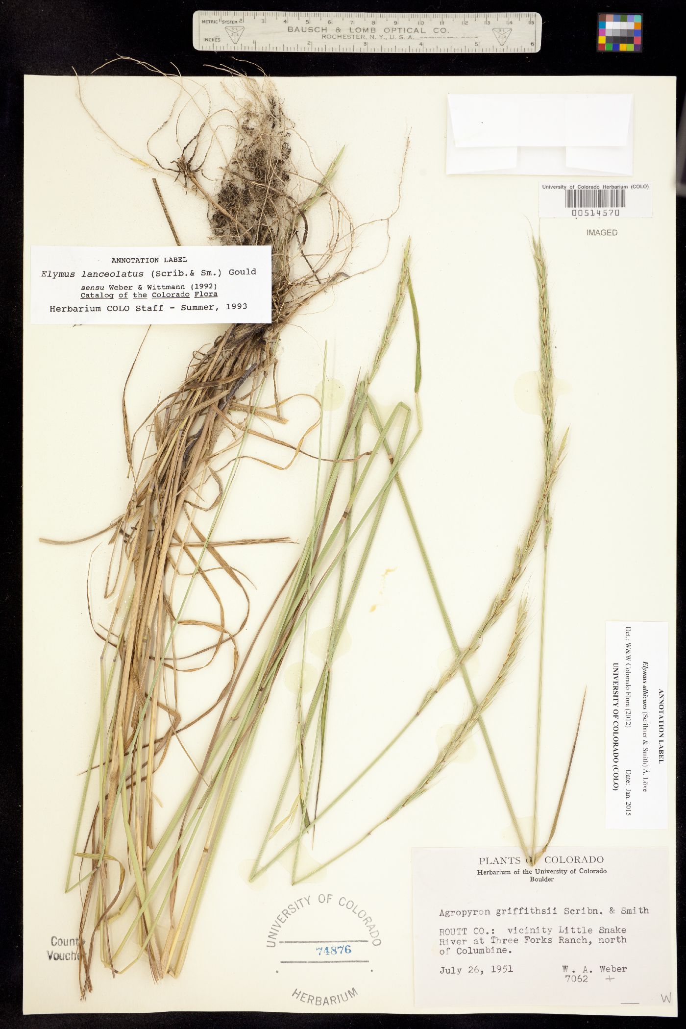 Elymus albicans image