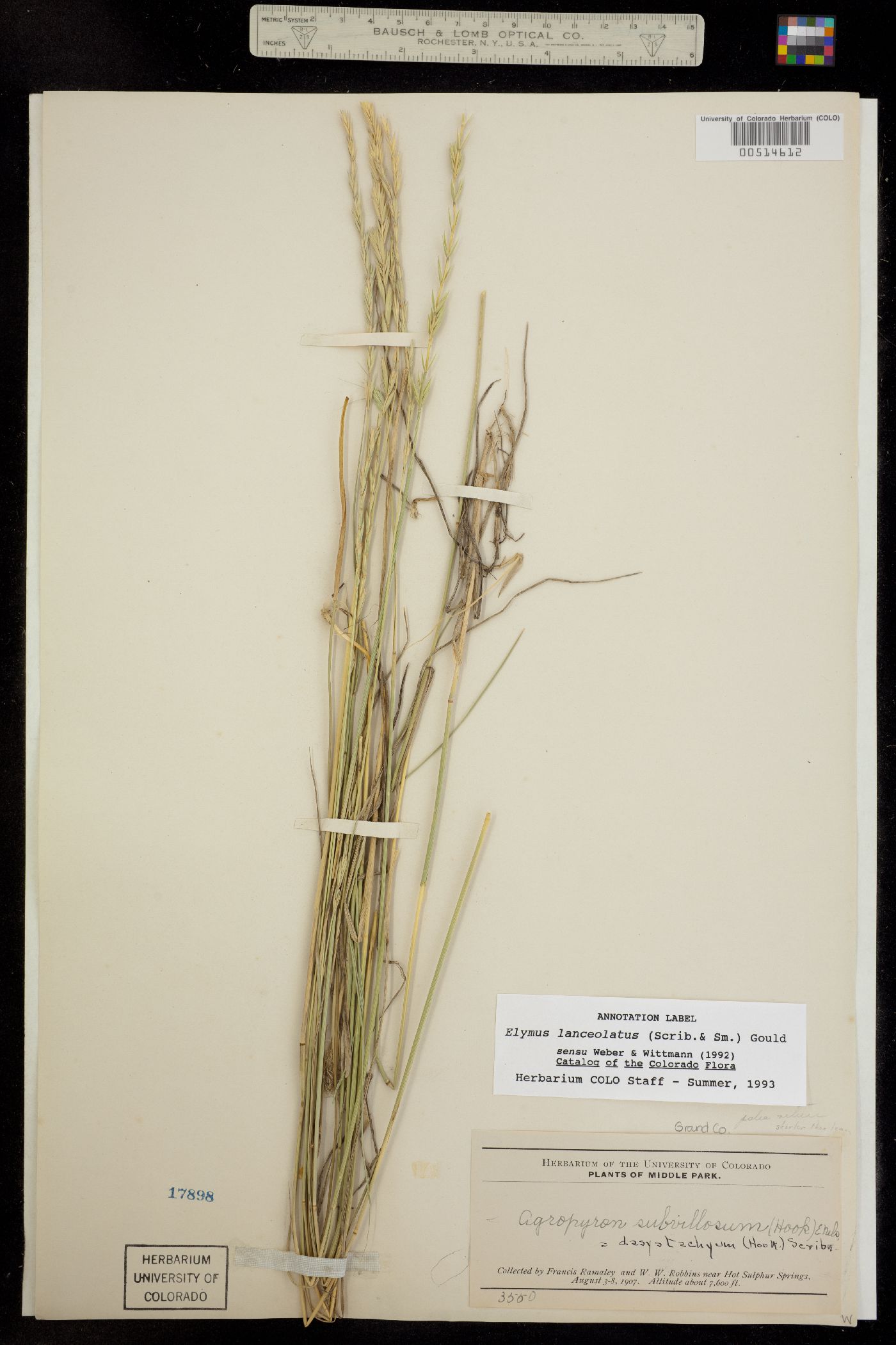 Elymus lanceolatus image