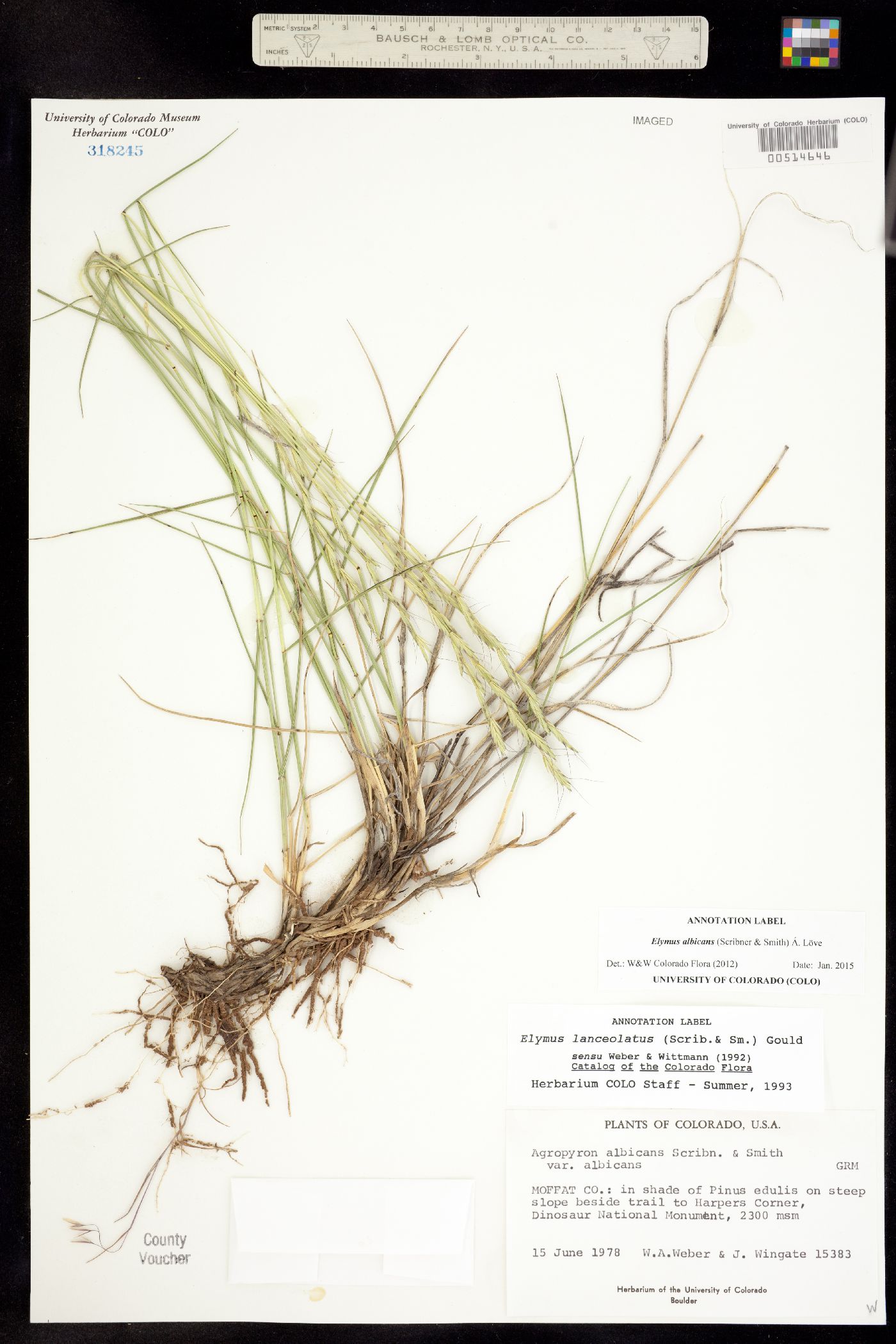 Elymus lanceolatus image