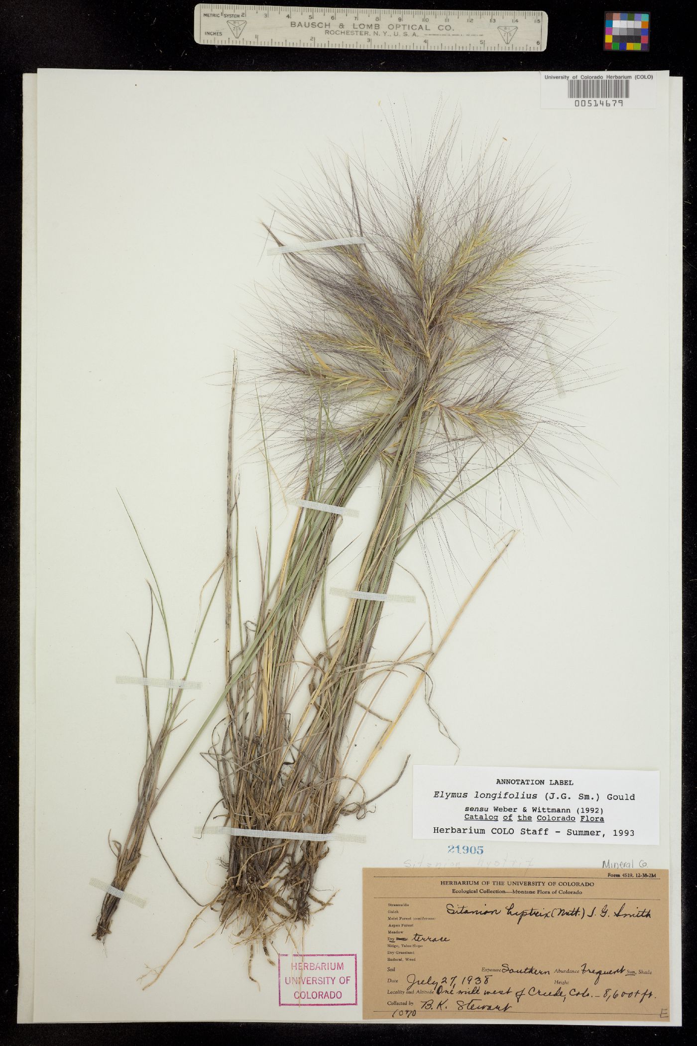 Elymus elymoides ssp. brevifolius image