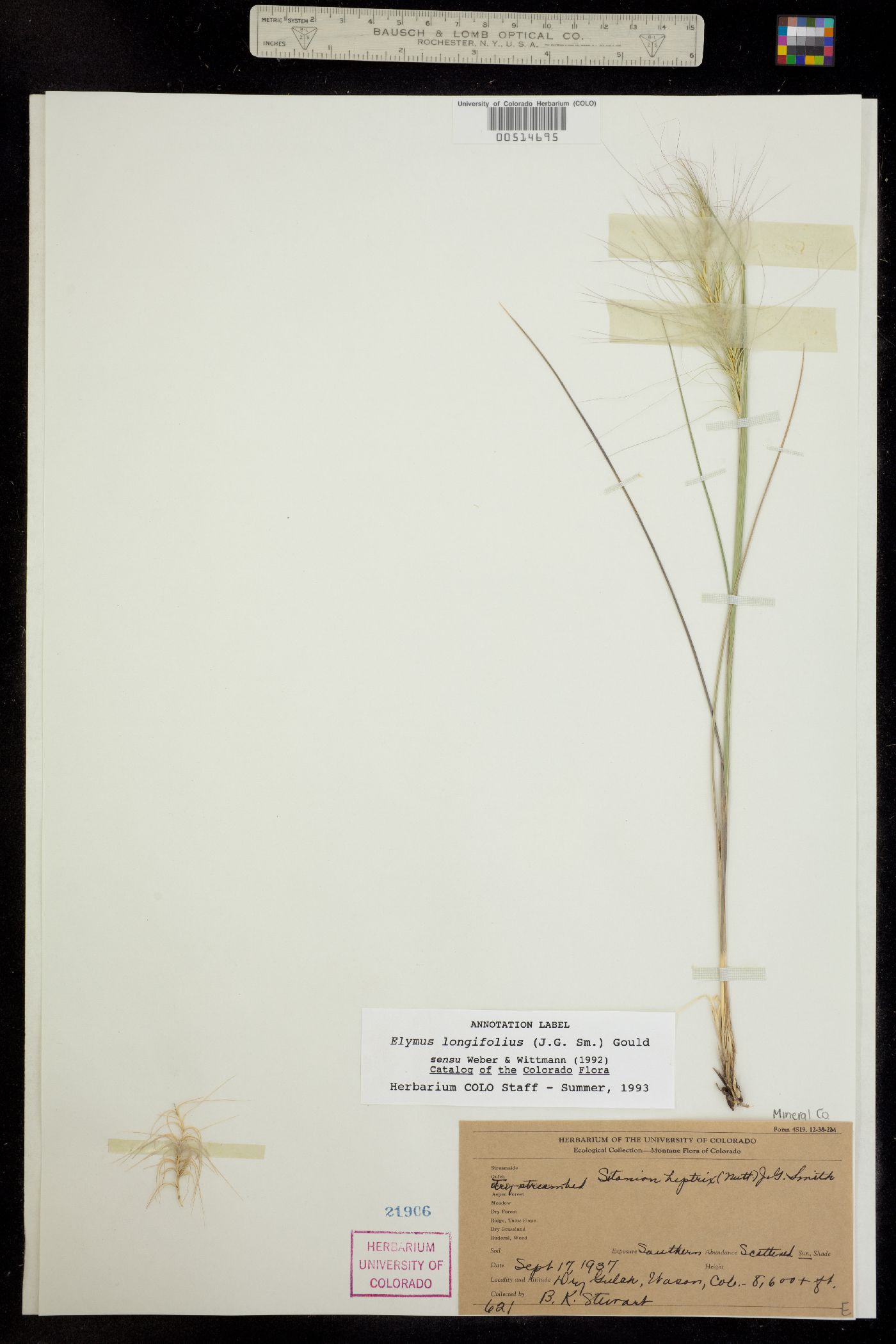 Elymus elymoides image