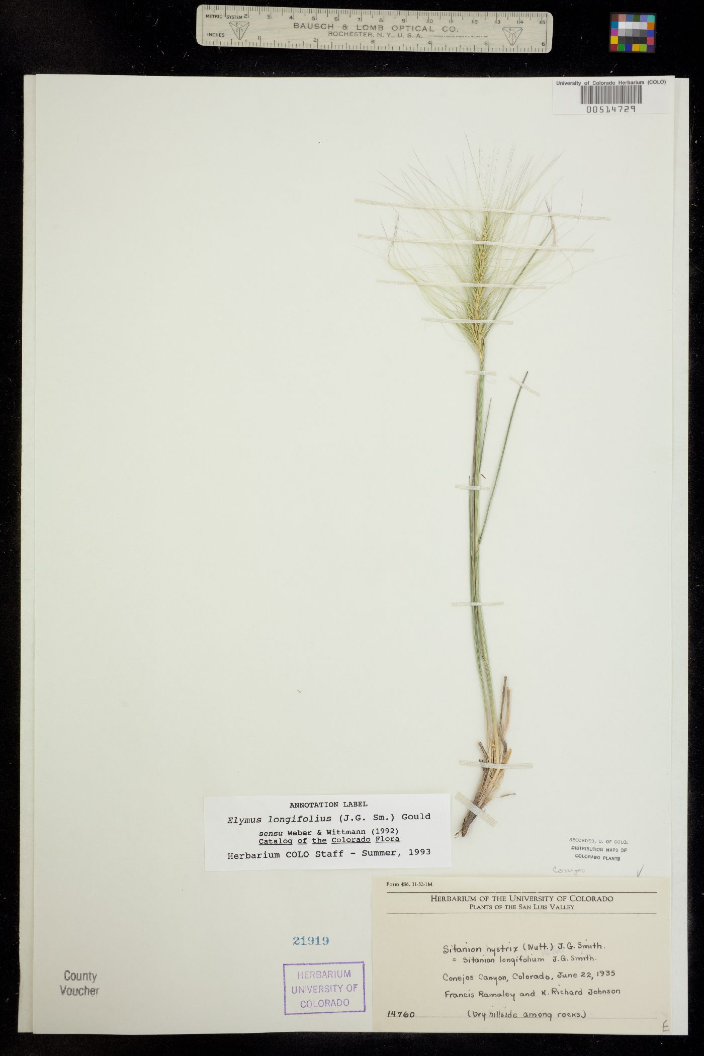 Elymus elymoides image