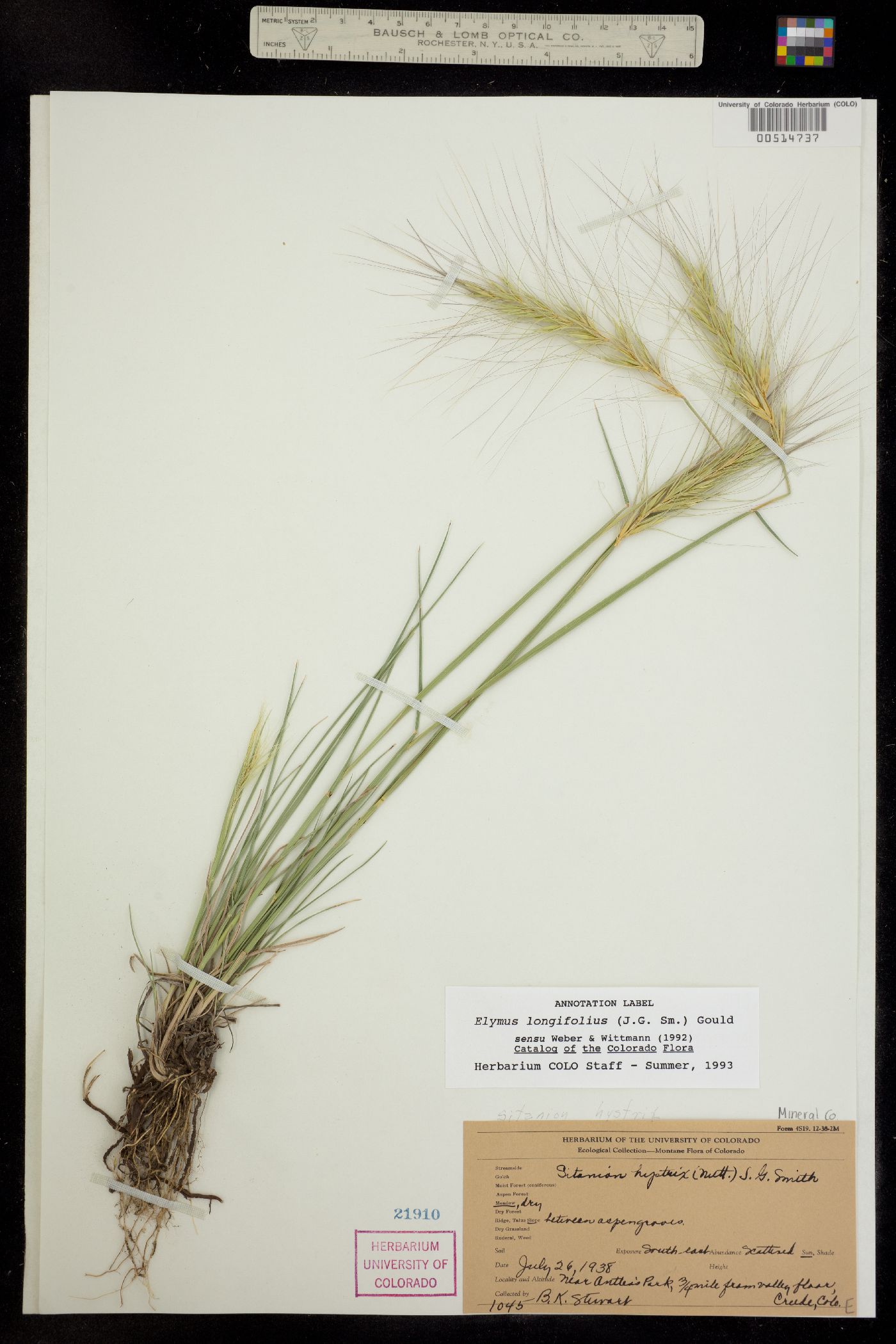 Elymus elymoides image