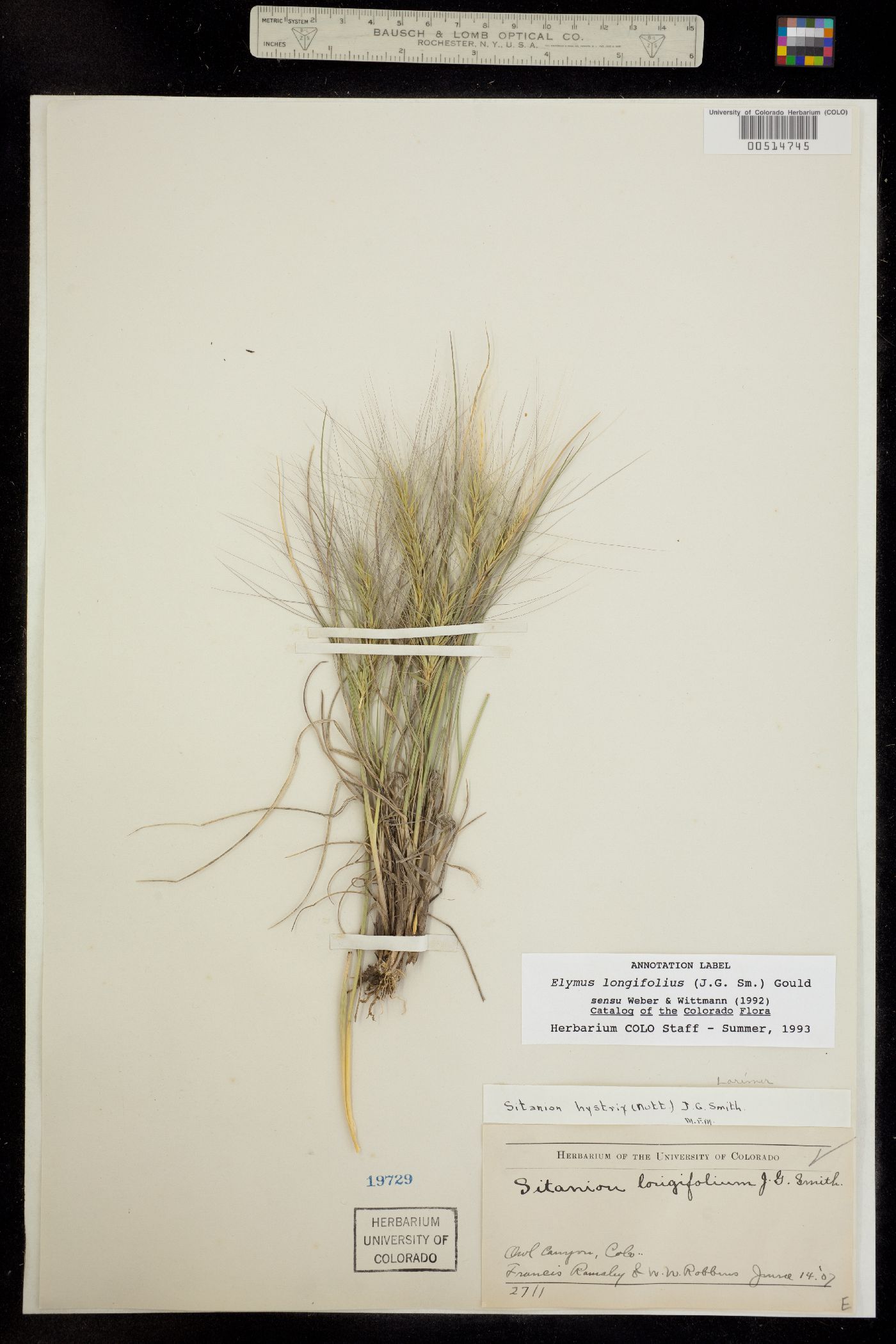 Elymus elymoides image