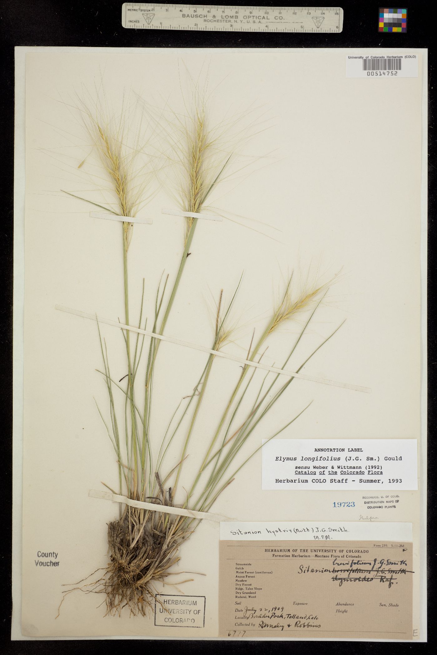 Elymus elymoides image