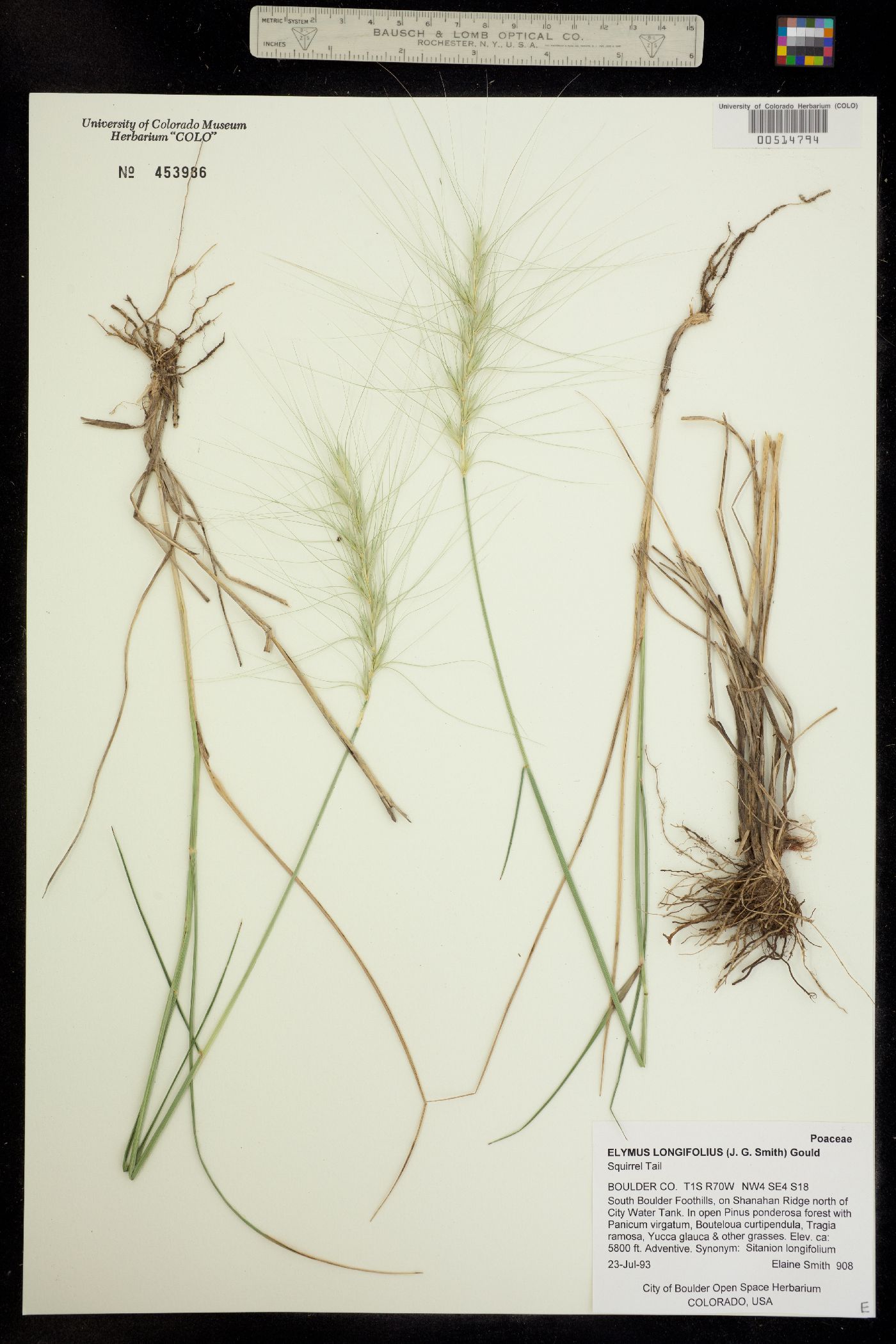 Elymus elymoides image
