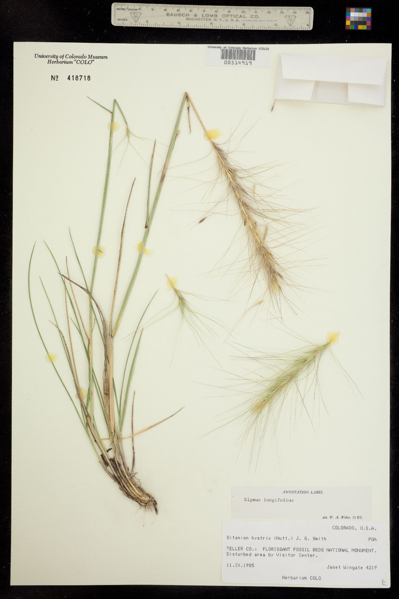 Elymus elymoides image