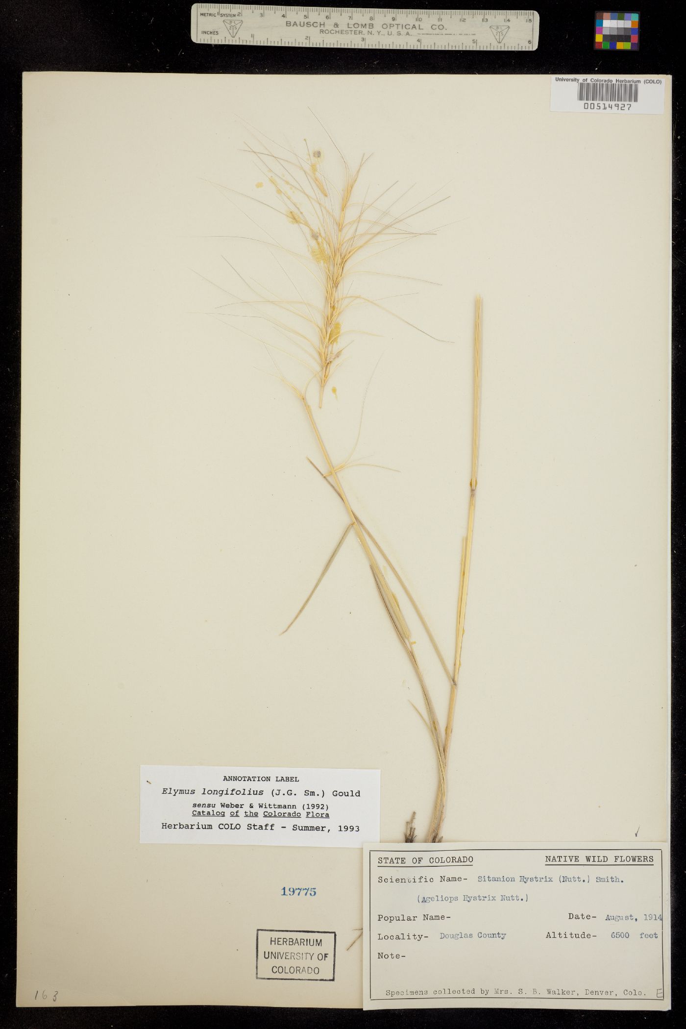 Elymus image