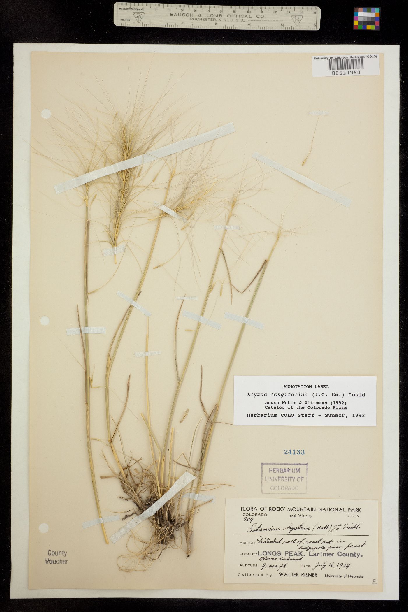 Elymus elymoides image