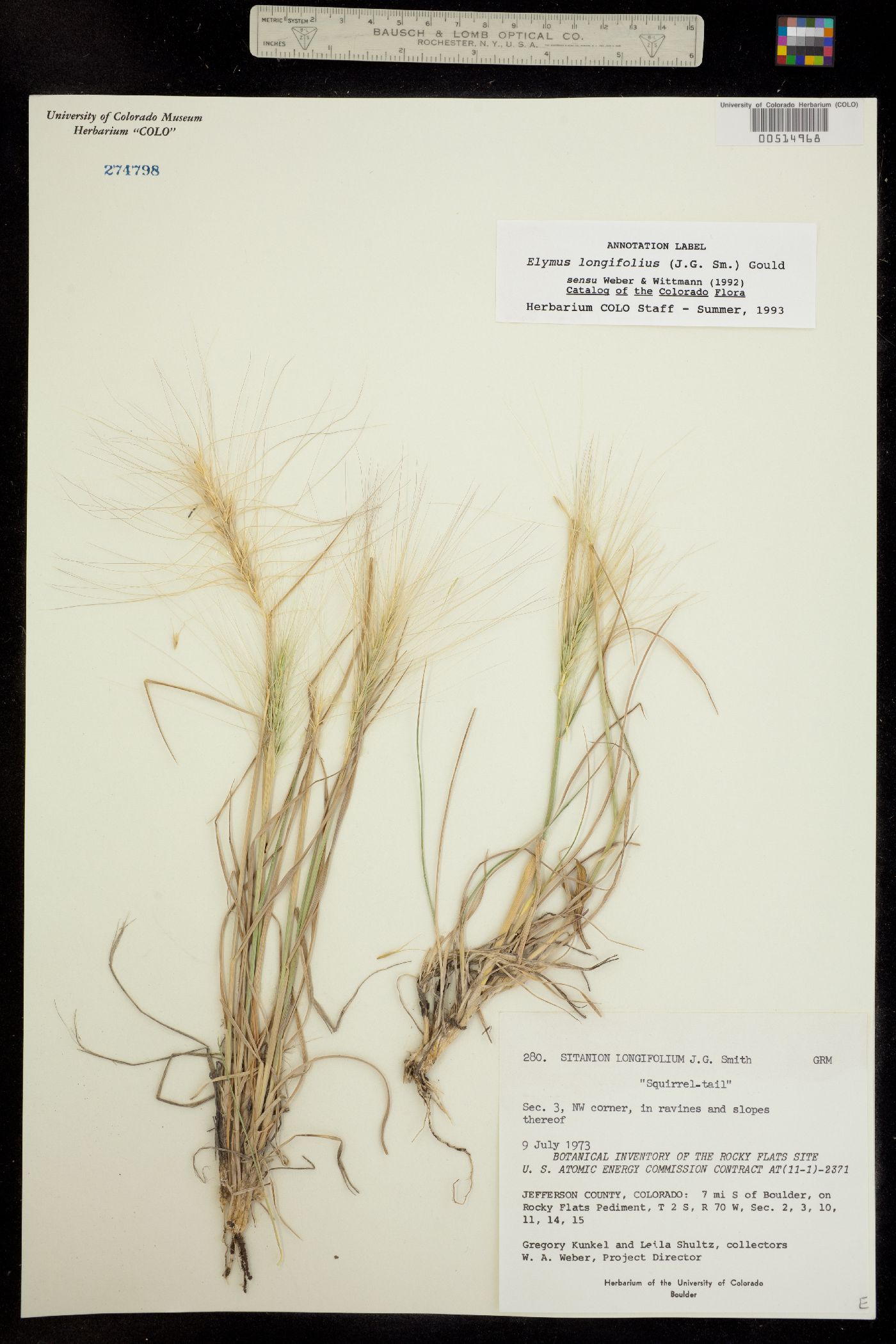Elymus elymoides ssp. brevifolius image
