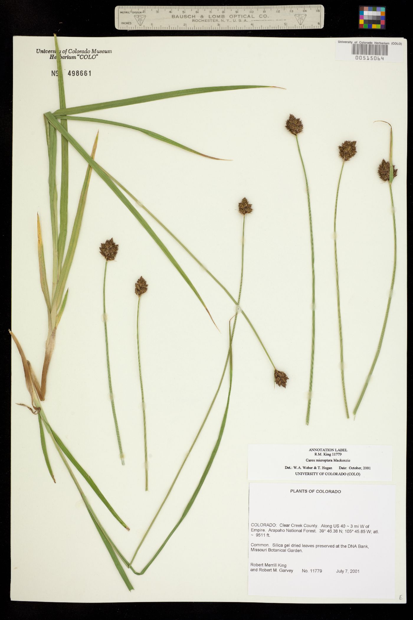 Carex microptera image