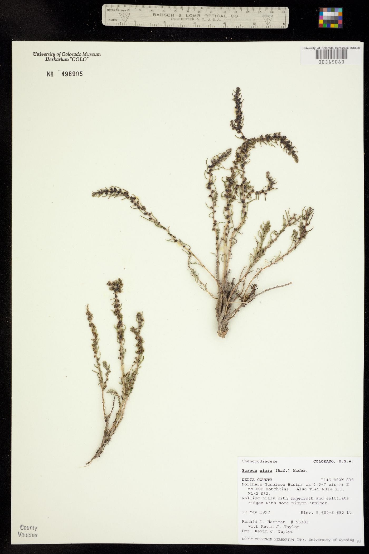 Suaeda nigra image