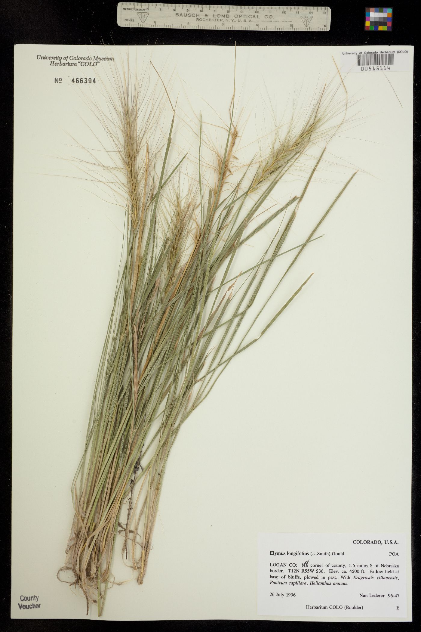 Elymus elymoides ssp. brevifolius image
