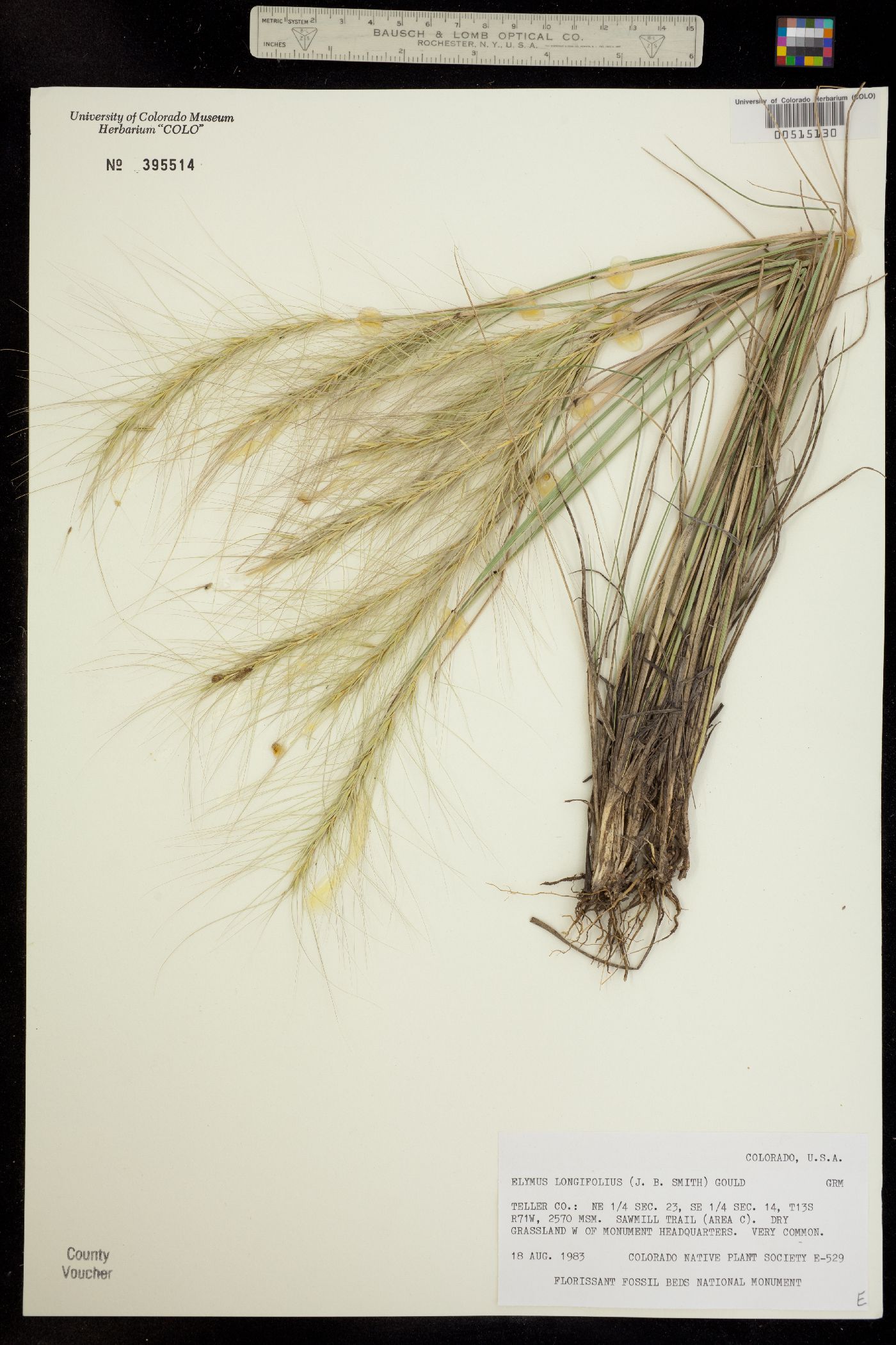 Elymus elymoides ssp. brevifolius image