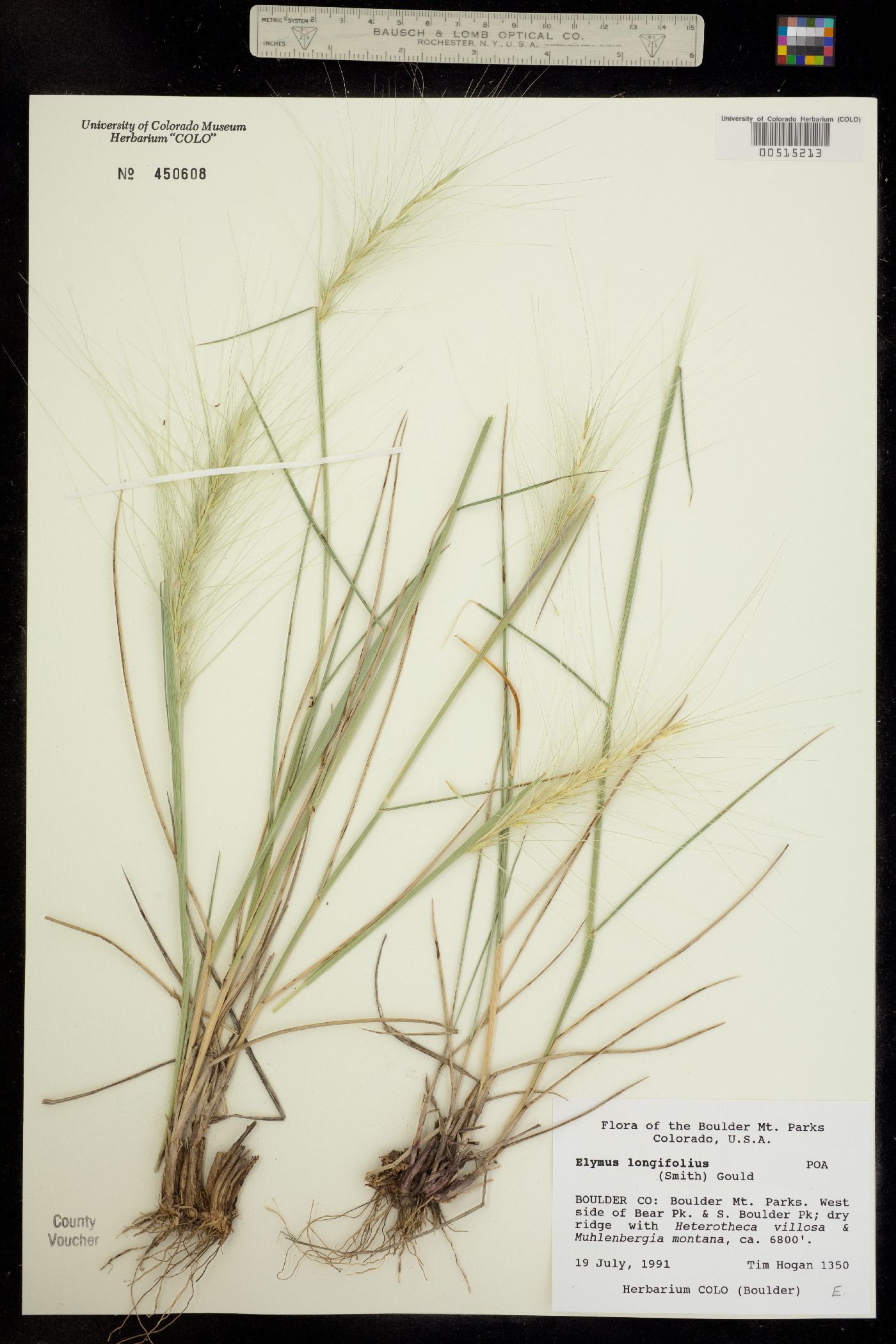 Elymus elymoides ssp. brevifolius image