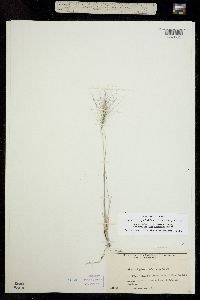 Elymus elymoides image