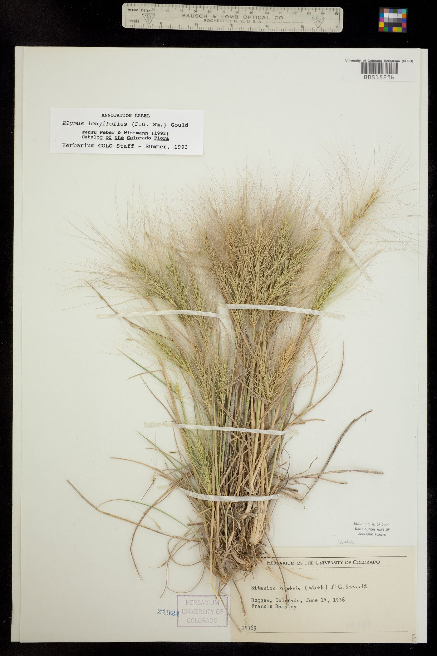 Elymus elymoides image