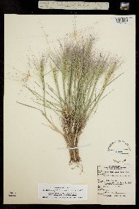 Elymus elymoides ssp. brevifolius image