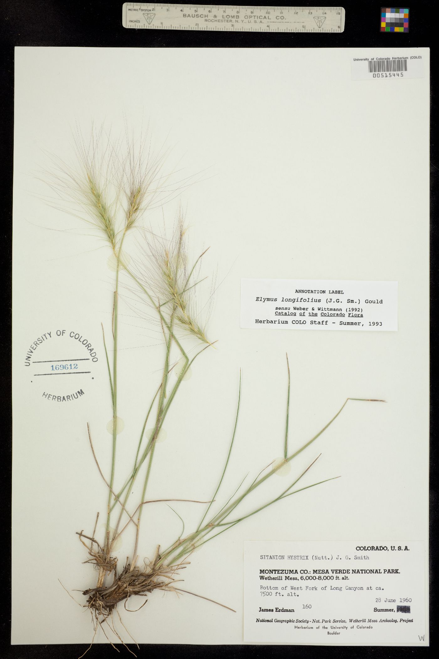 Elymus elymoides image