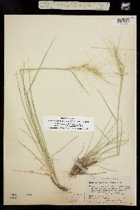 Elymus elymoides ssp. brevifolius image
