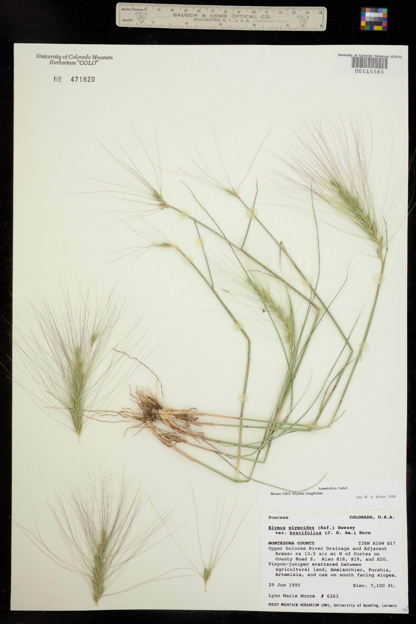 Elymus elymoides image