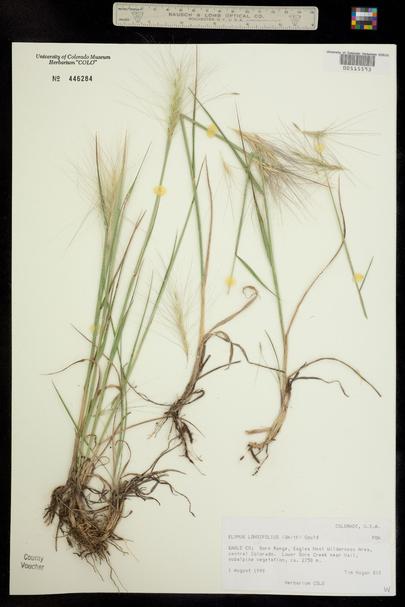 Elymus elymoides image