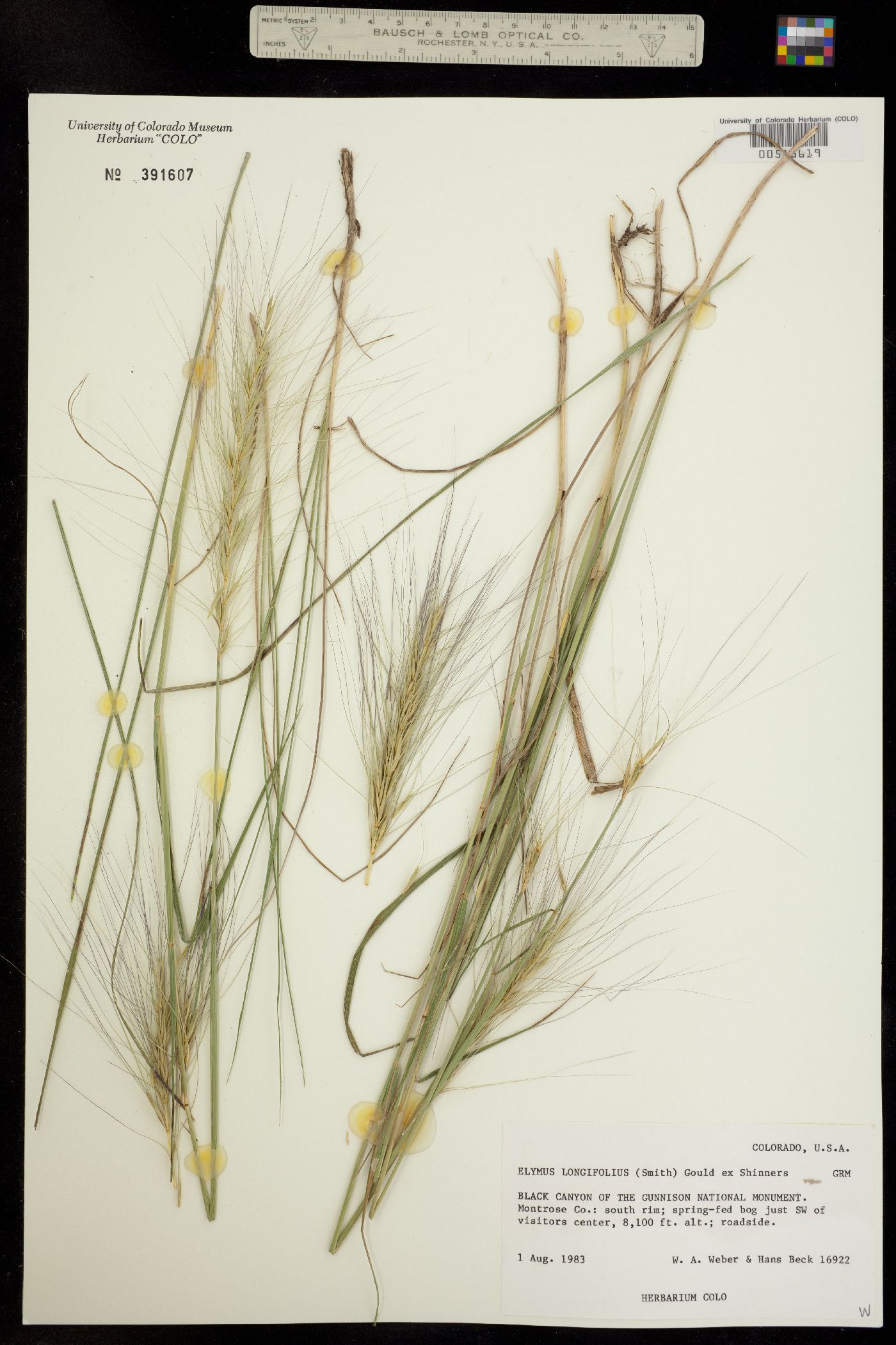 Elymus elymoides ssp. brevifolius image