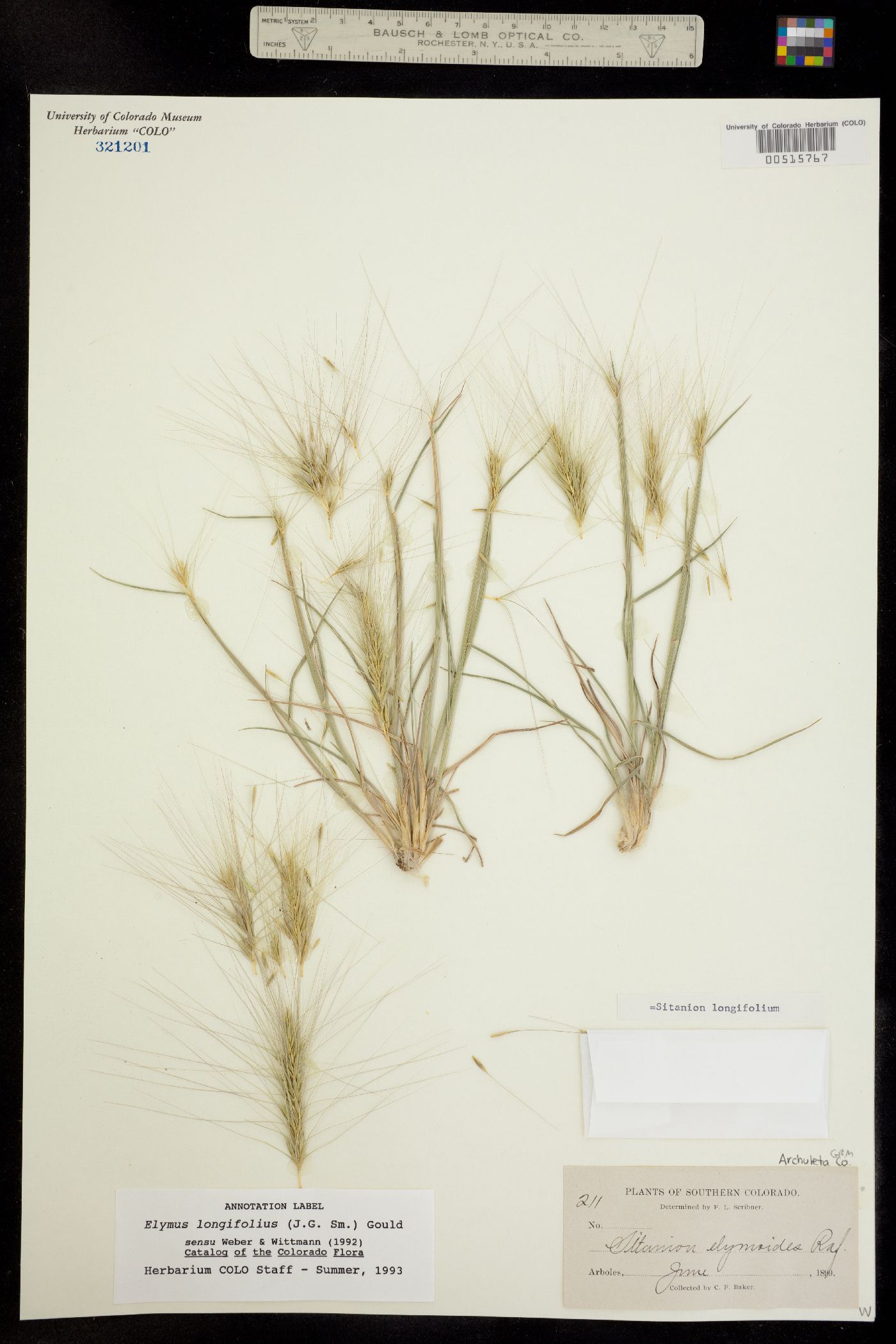 Elymus image