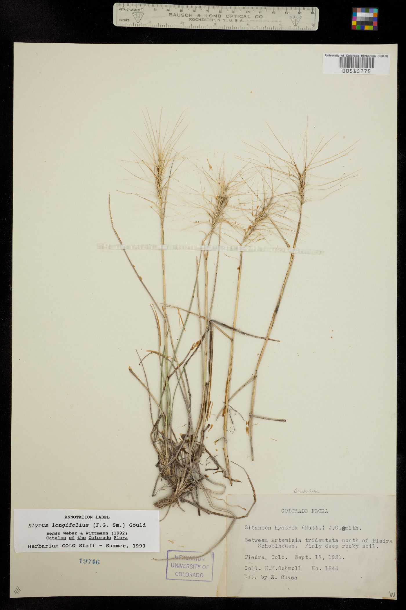 Elymus elymoides image