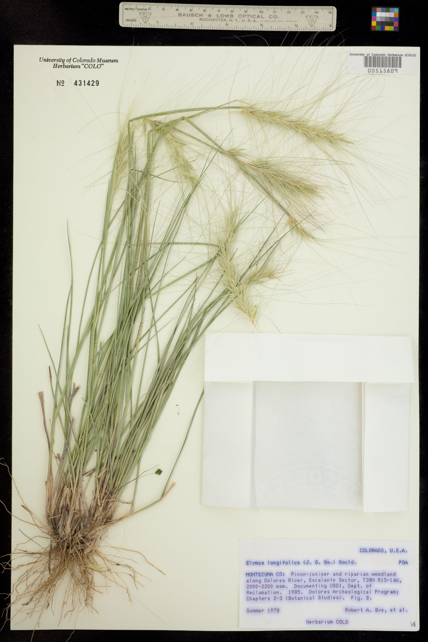 Elymus elymoides image