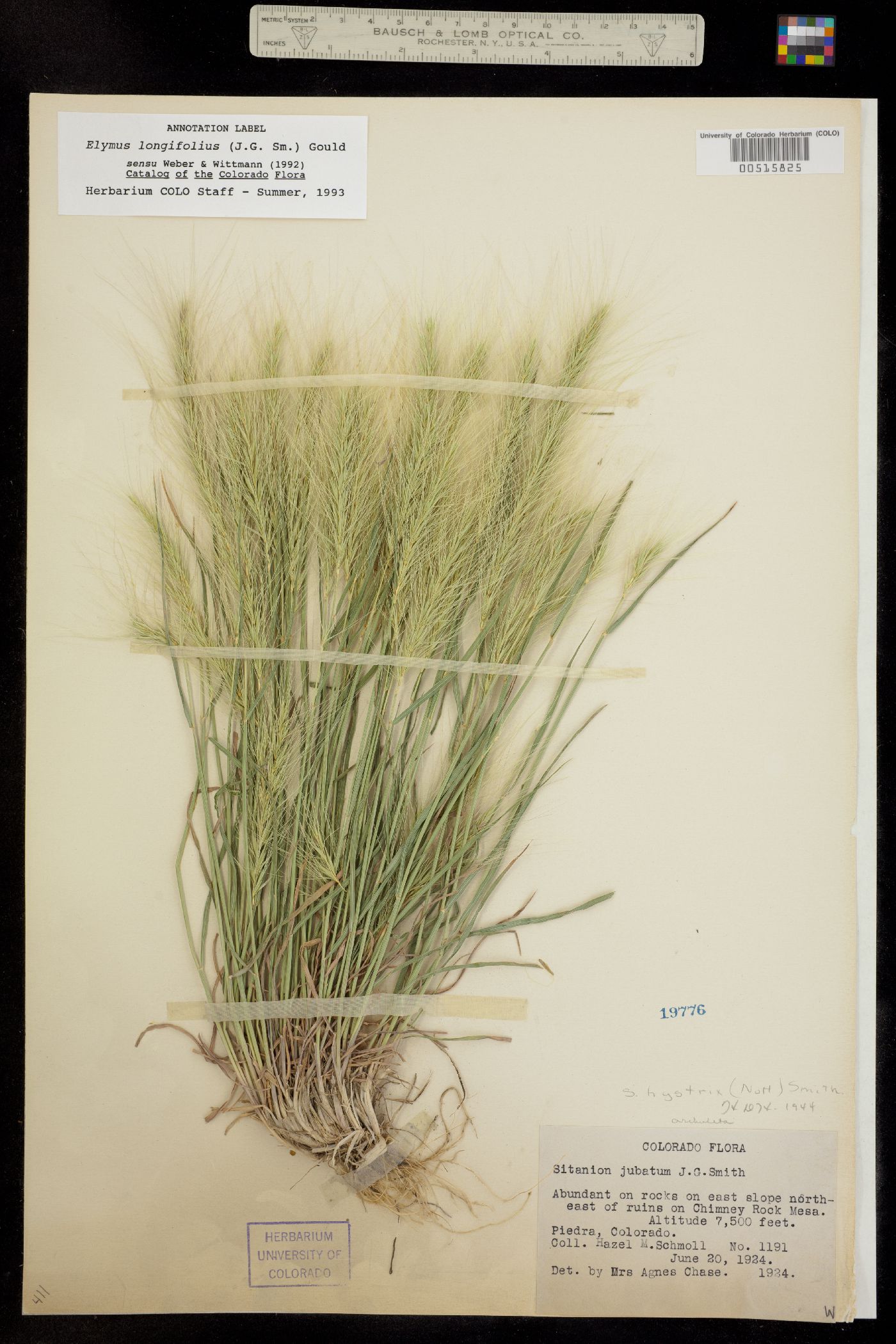 Elymus image