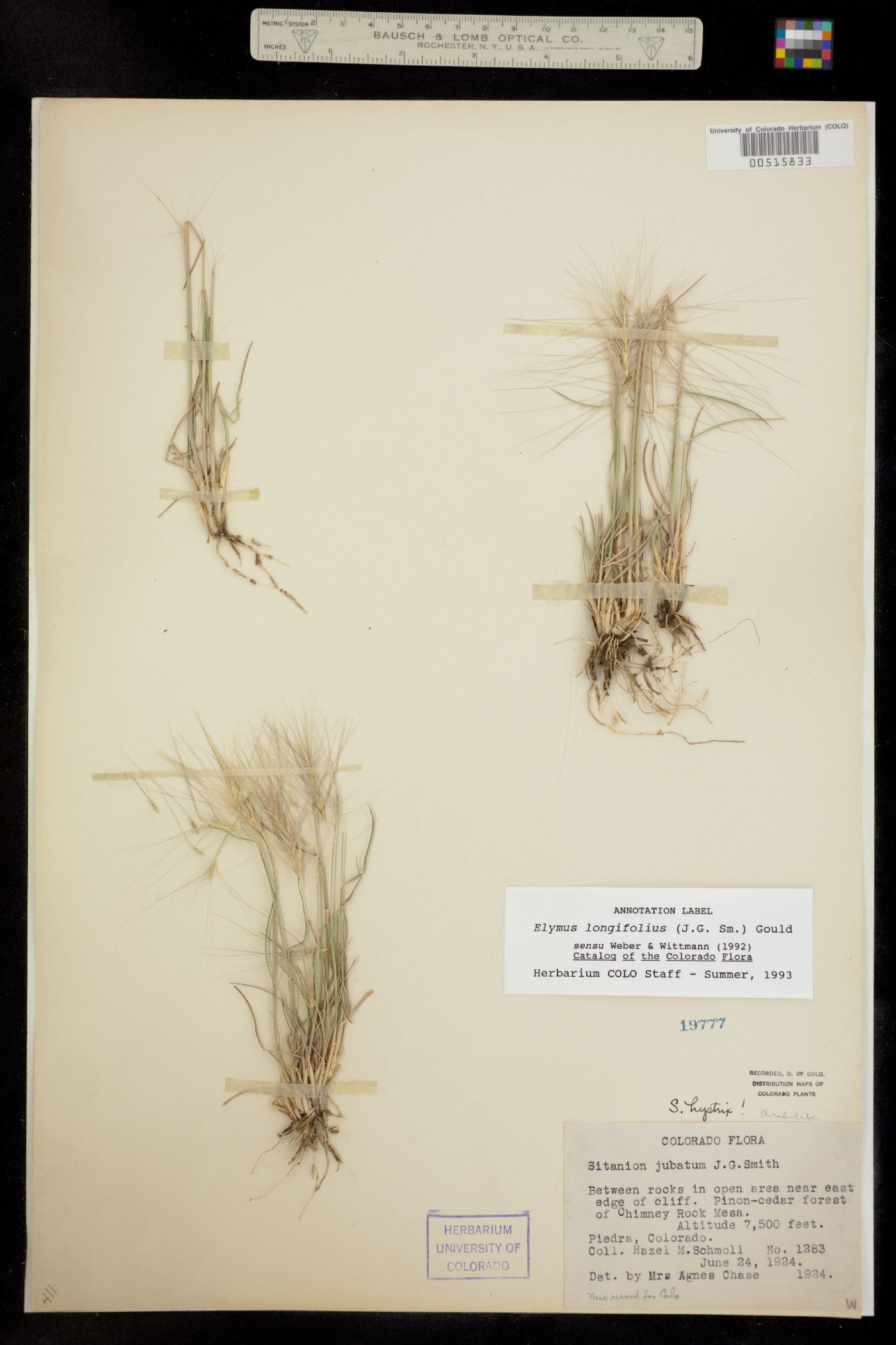 Elymus elymoides image