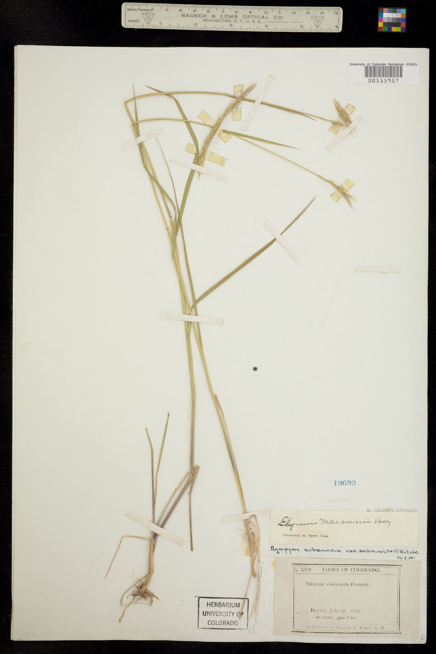 Elymus image