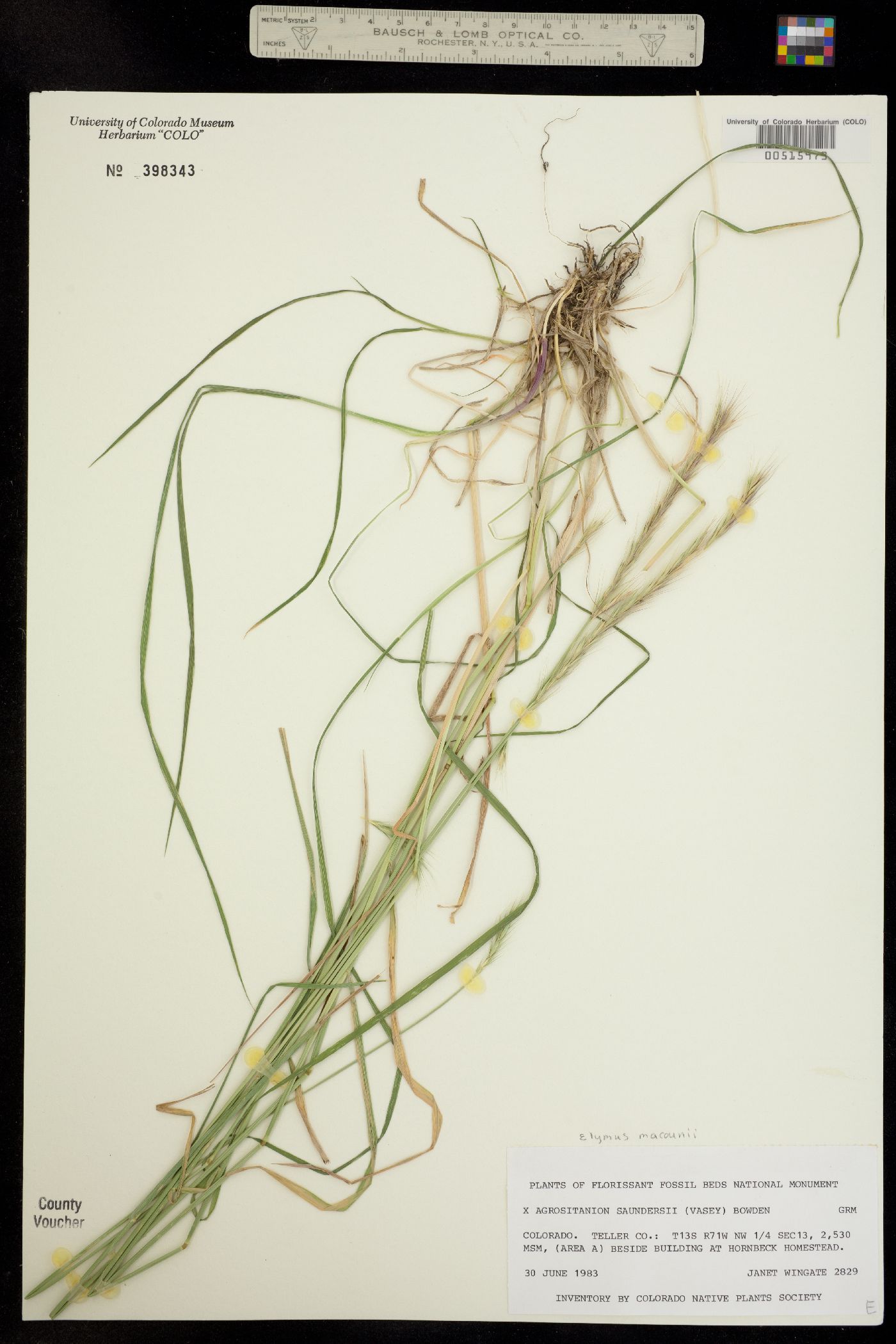 X Elyhordeum macounii image